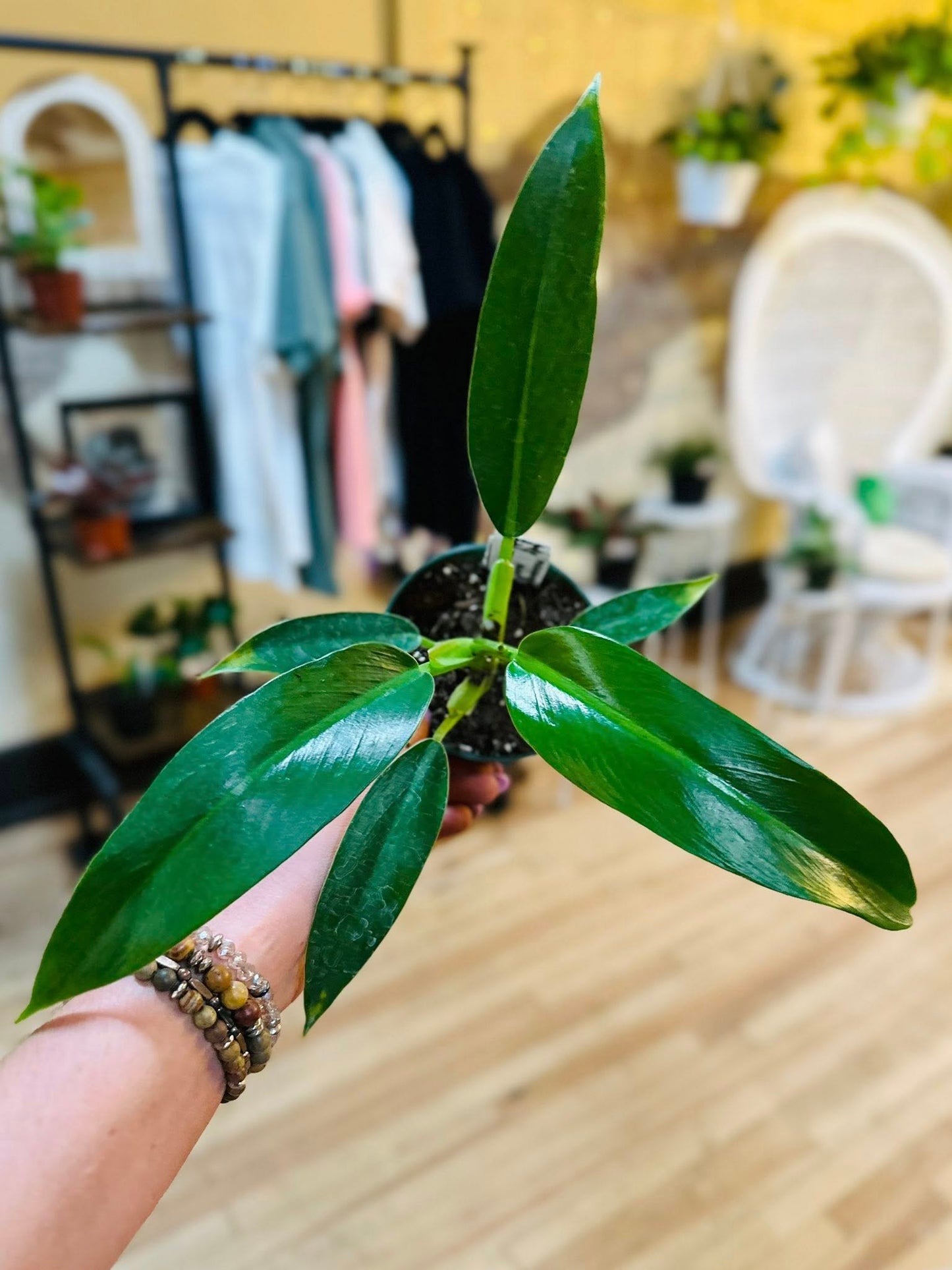 4" Philodendron Ruizii