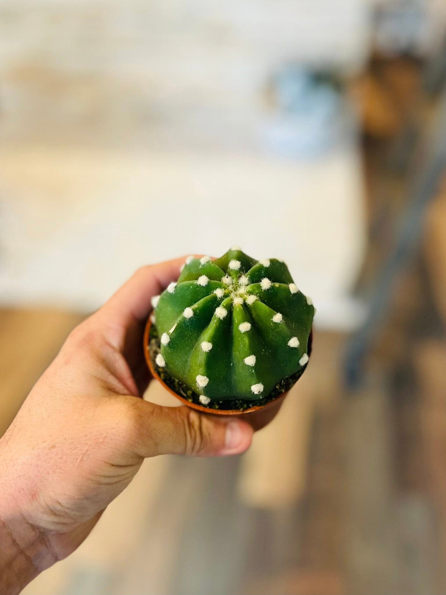 3.5" Domino Cactus