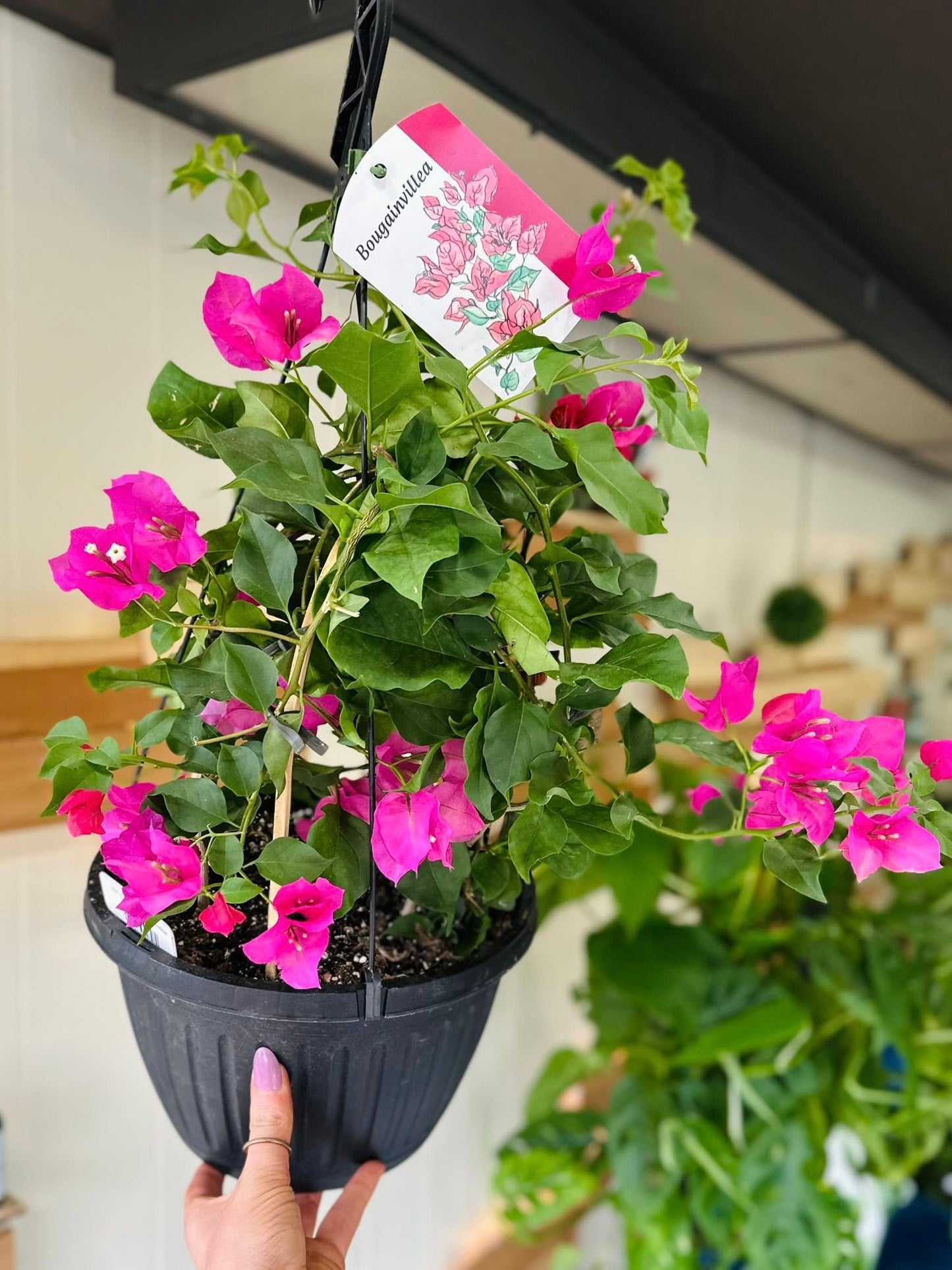 10" Bougainvillea Basket
