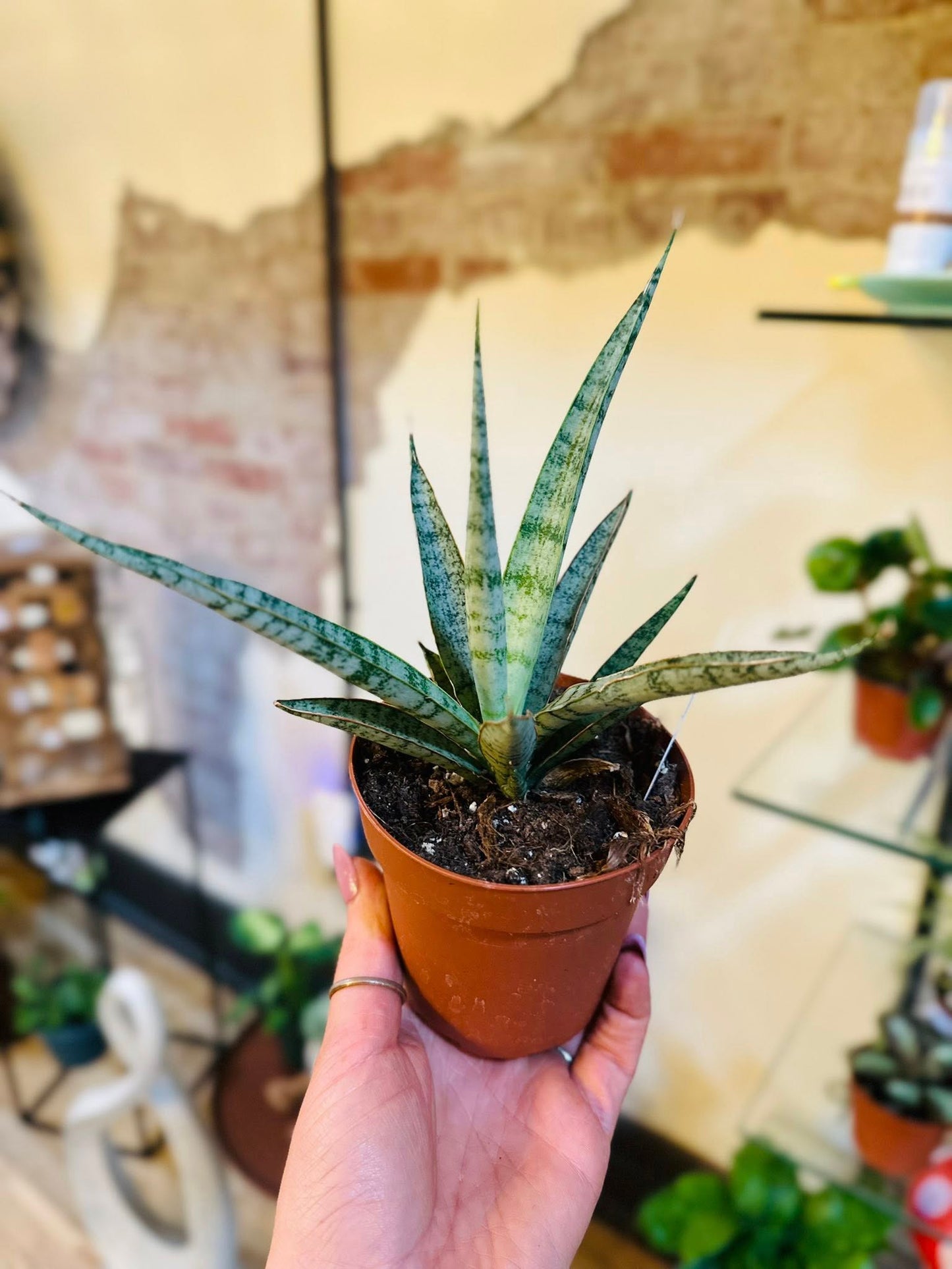 4" Icicle Mikado Snake Plant