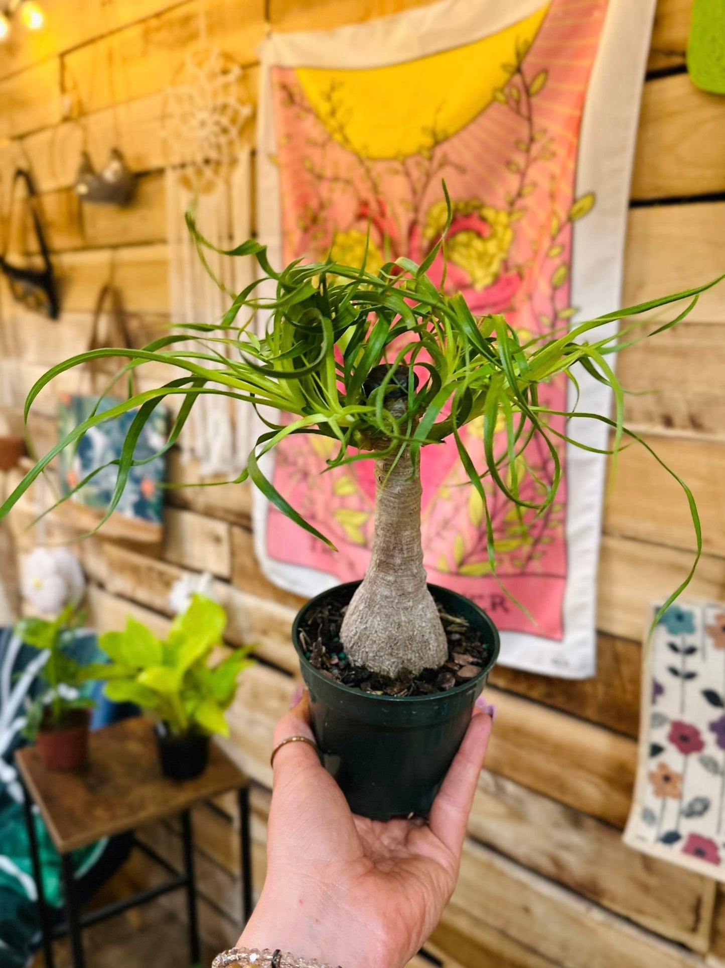 4" Ponytail Palm
