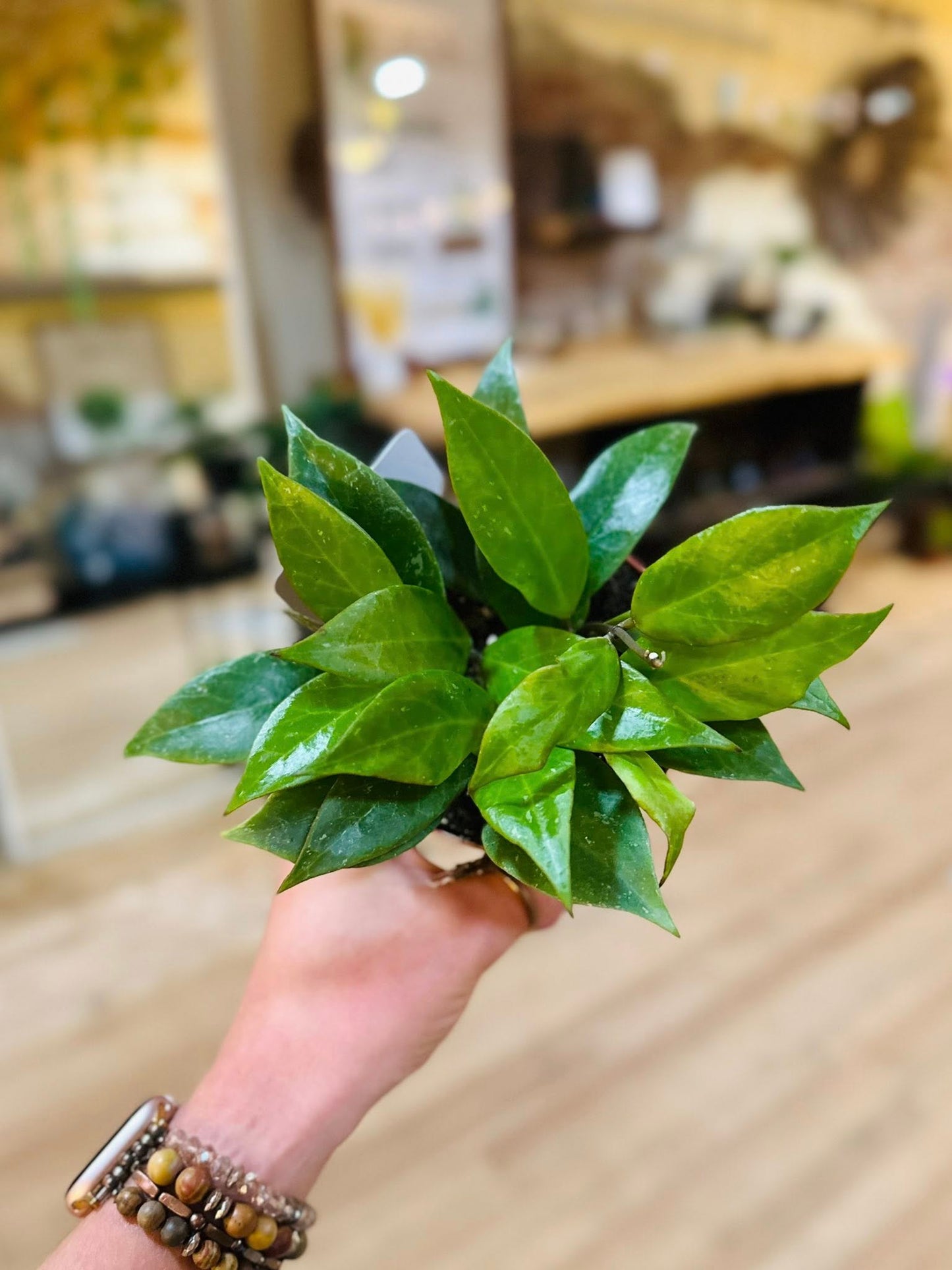 4" Hoya Sunrise