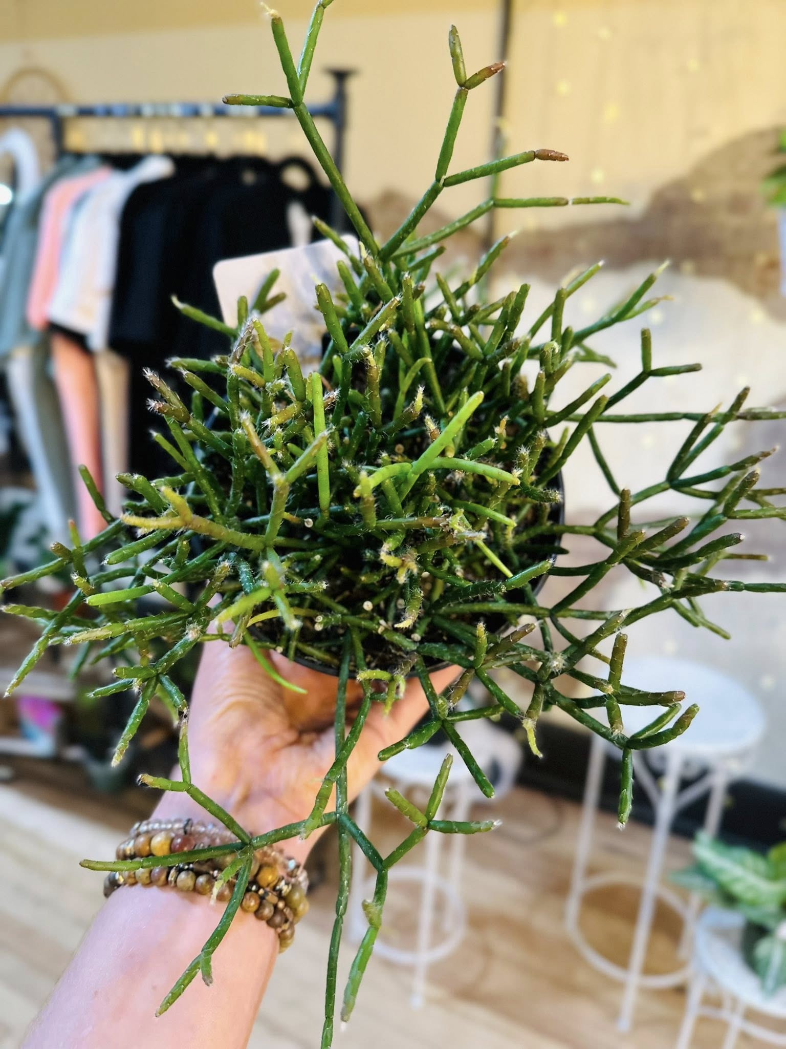 succulent rhipsalis 6" Rhipsalis – Grows on Main