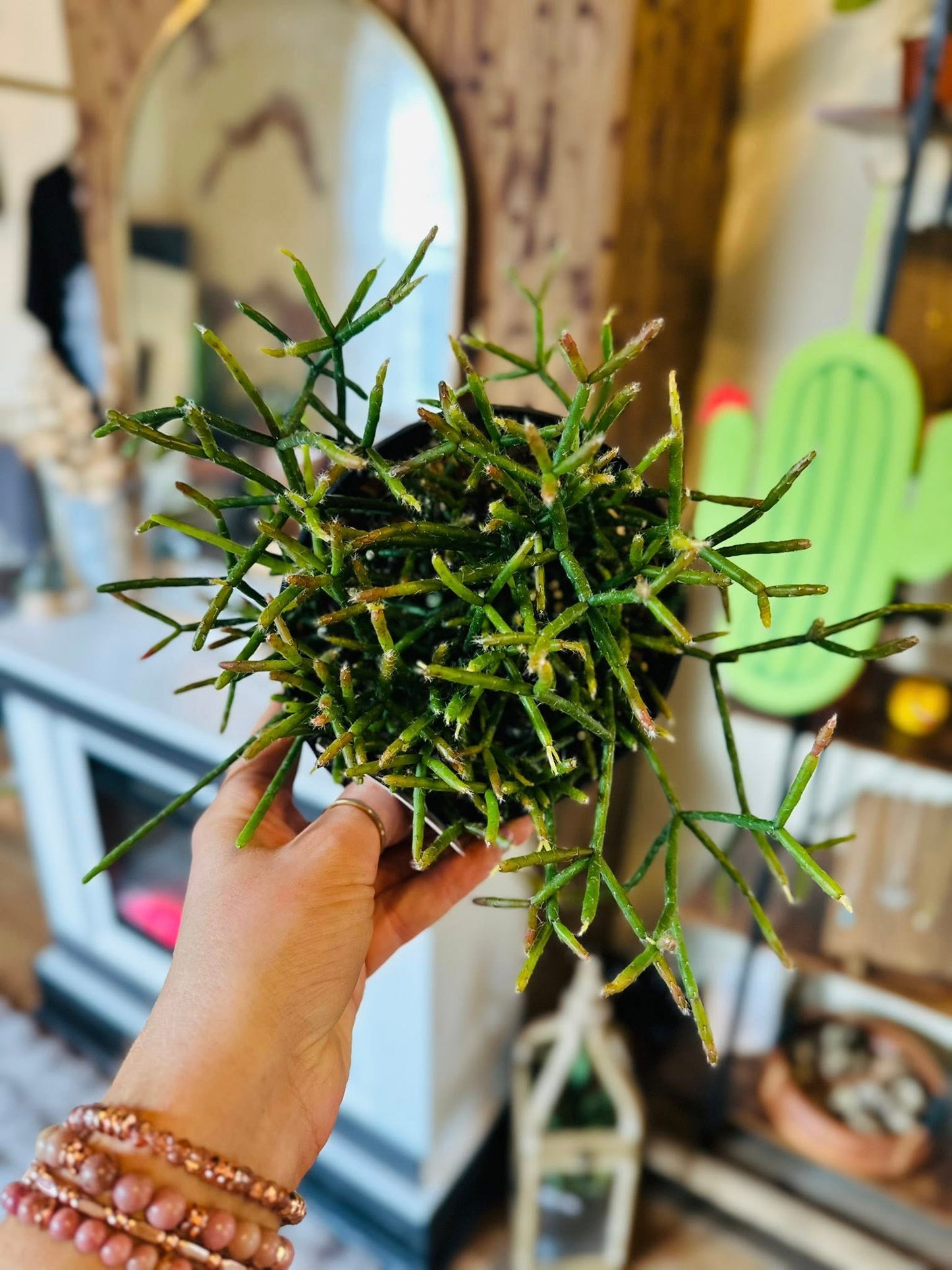 6" Rhipsalis