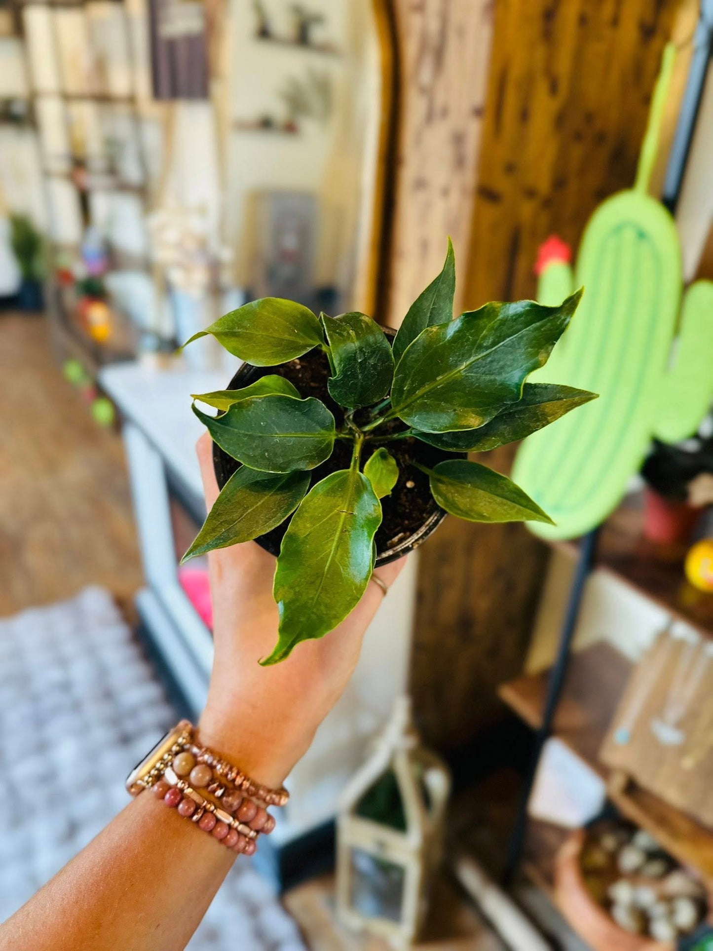 4" Anthurium Plowmanii