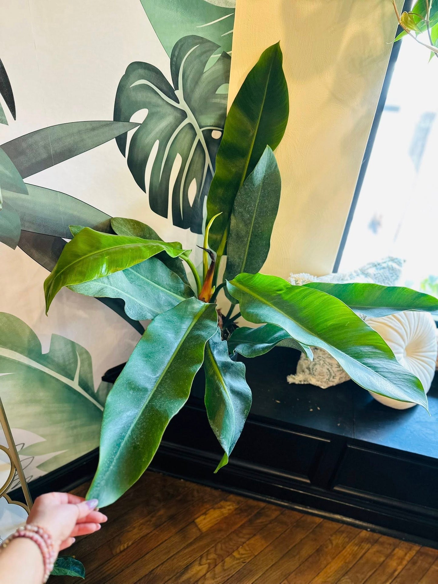 10" Philodendron Ruizii