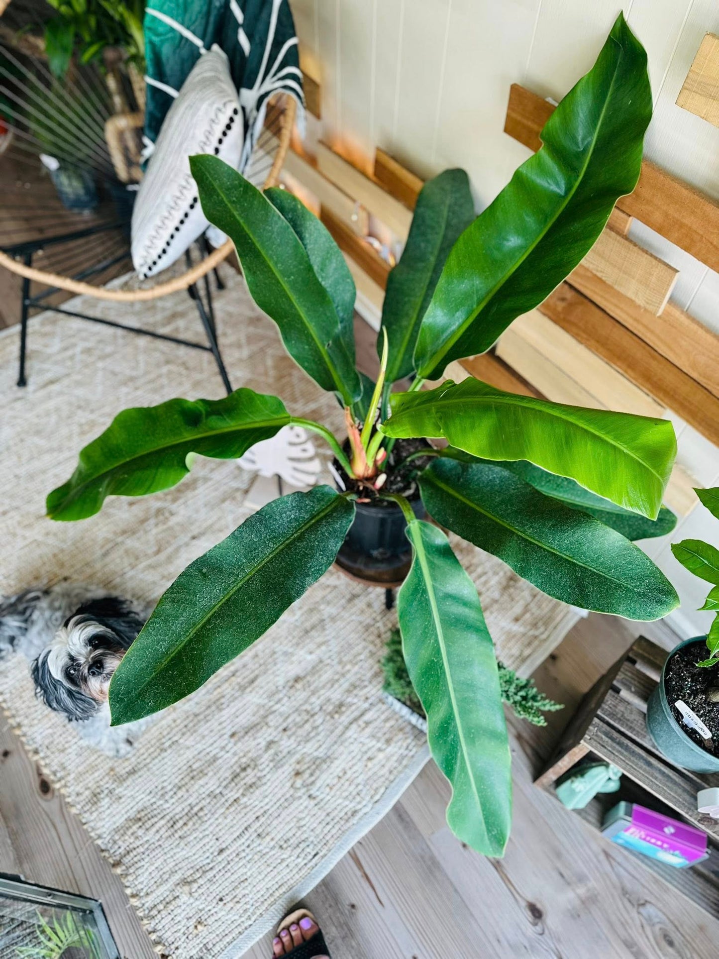 10" Philodendron Ruizii