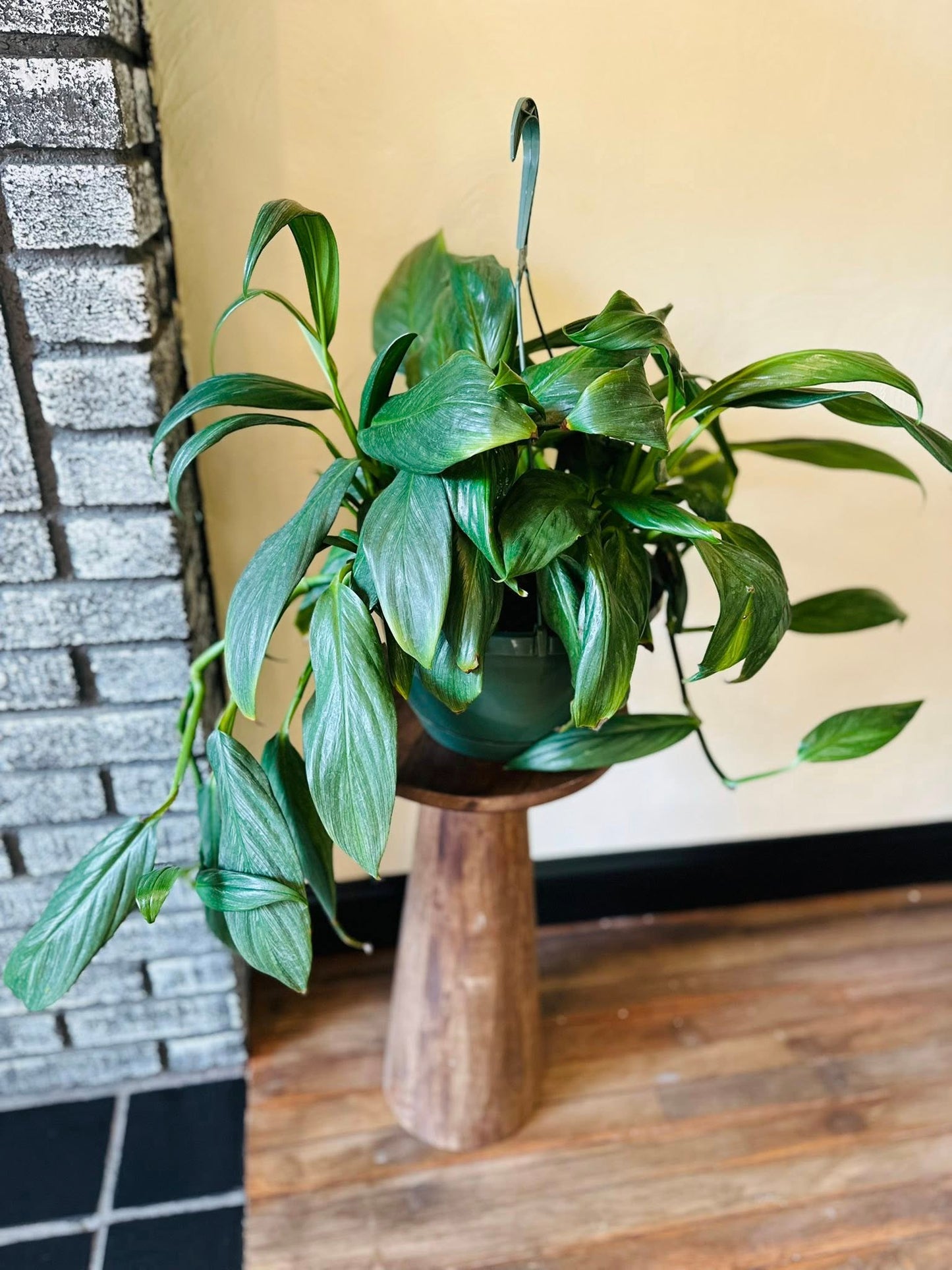 10" Epipremnum Amplissimum Basket