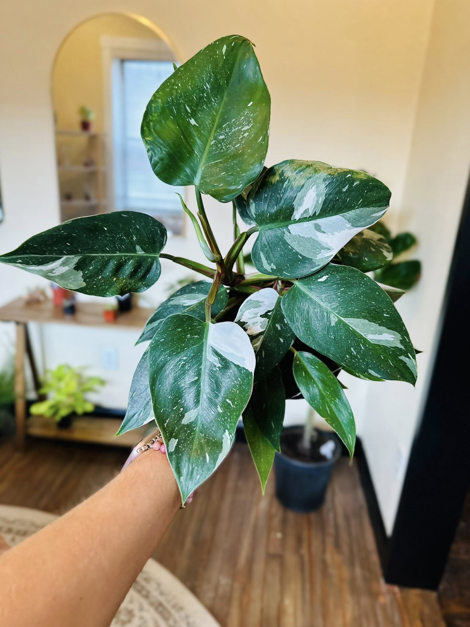 philodendron white princess stem 6" Philodendron White Princess