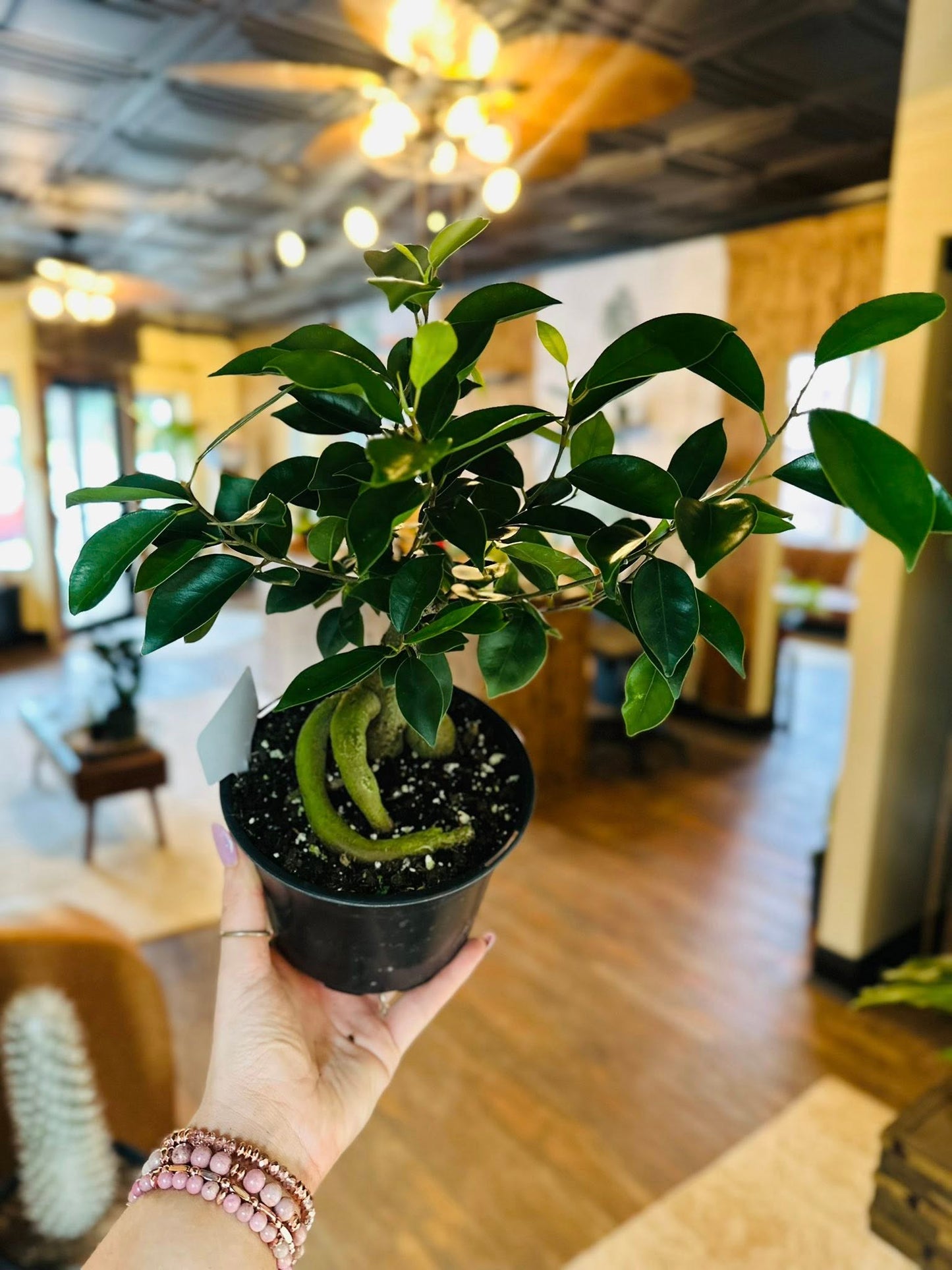6" Ficus Microcarpa Ginseng