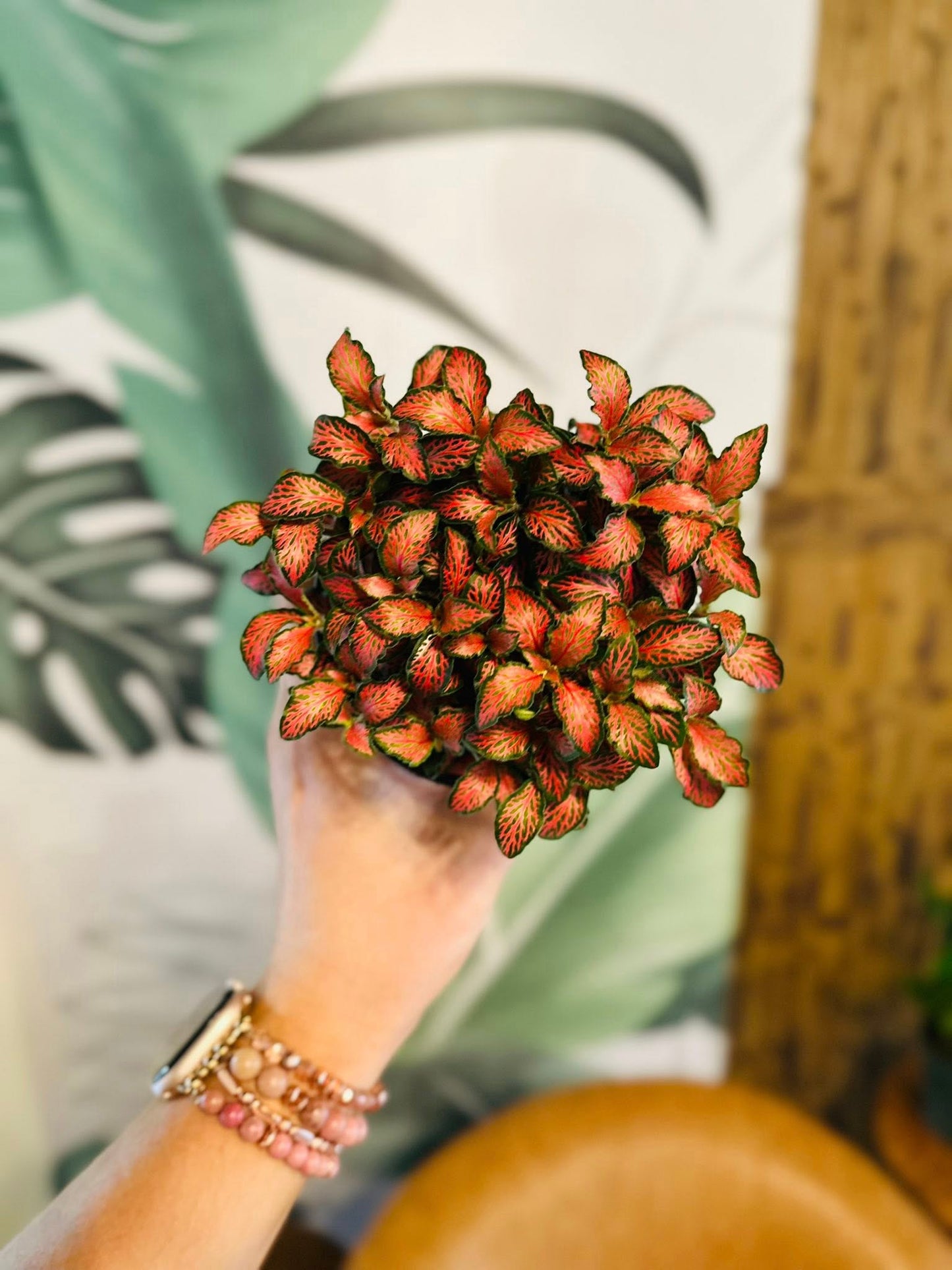 4" Fittonia Forest Flame
