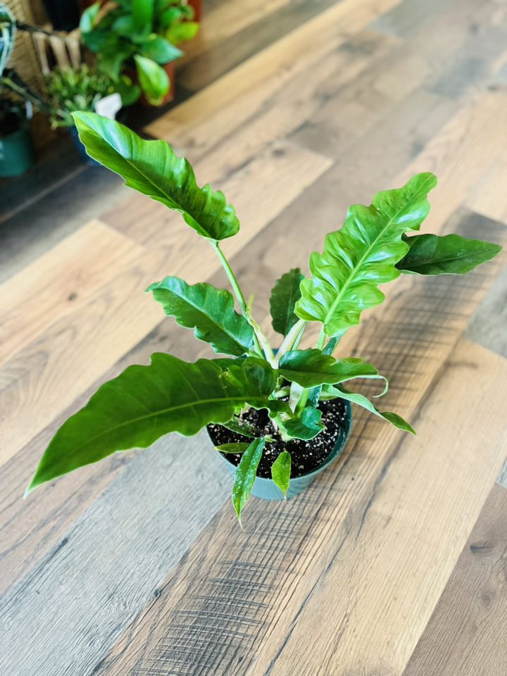8" Philodendron Narrow Scape