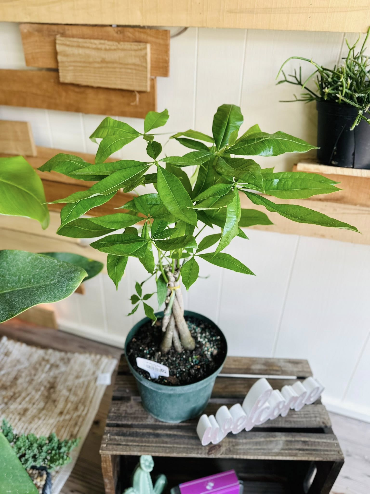 8 leaves money tree 8" Money Tree – Grows on Main