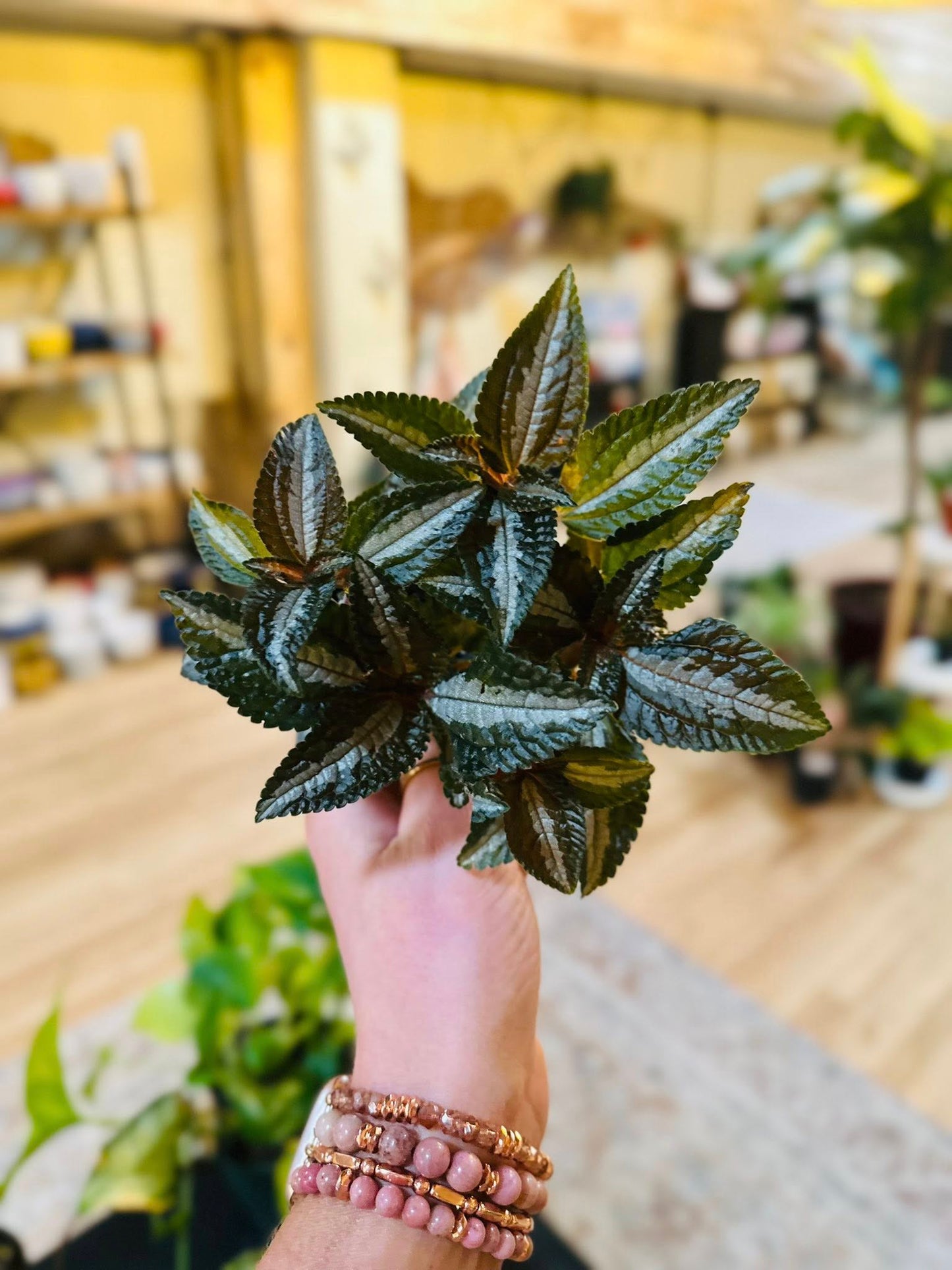 4" Pilea Silver Tree