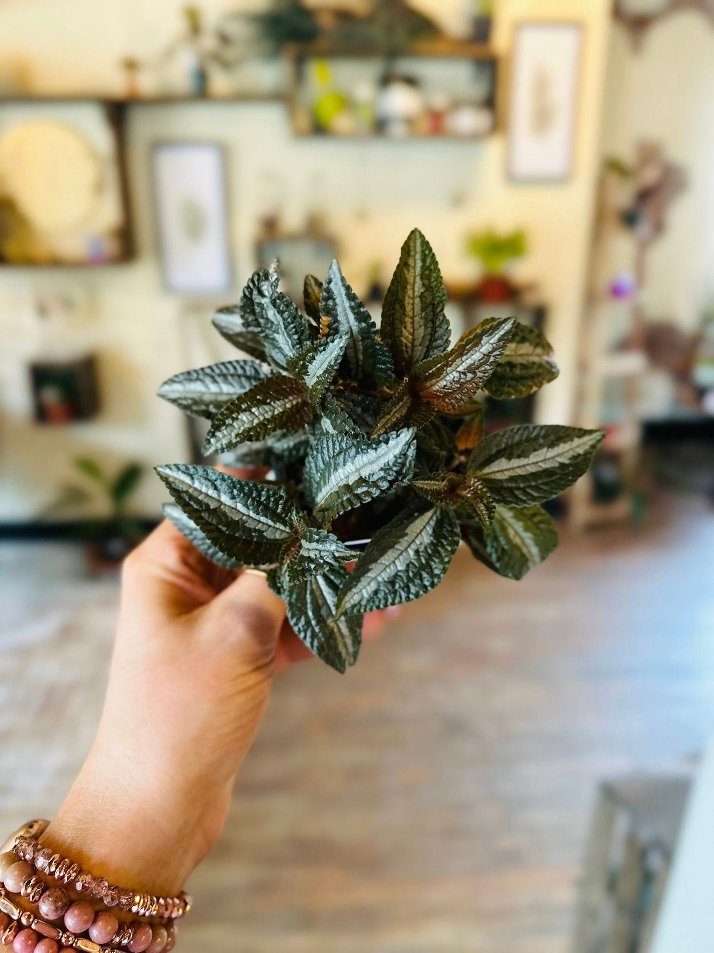 4" Pilea Silver Tree