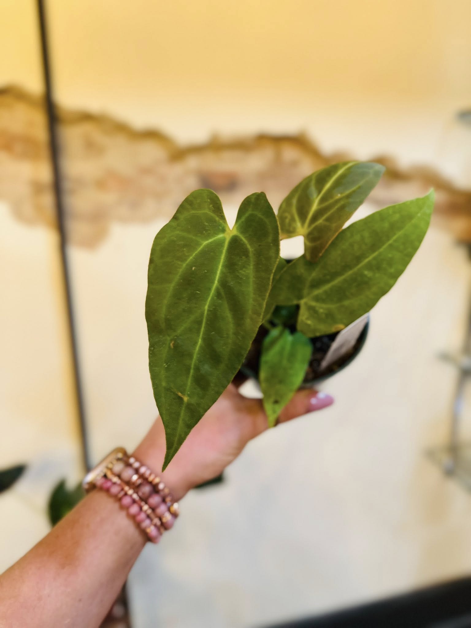 anthurium crystallinum for sale 4" Anthurium 'Red Crystal X Crystallinum' – Grows on Main
