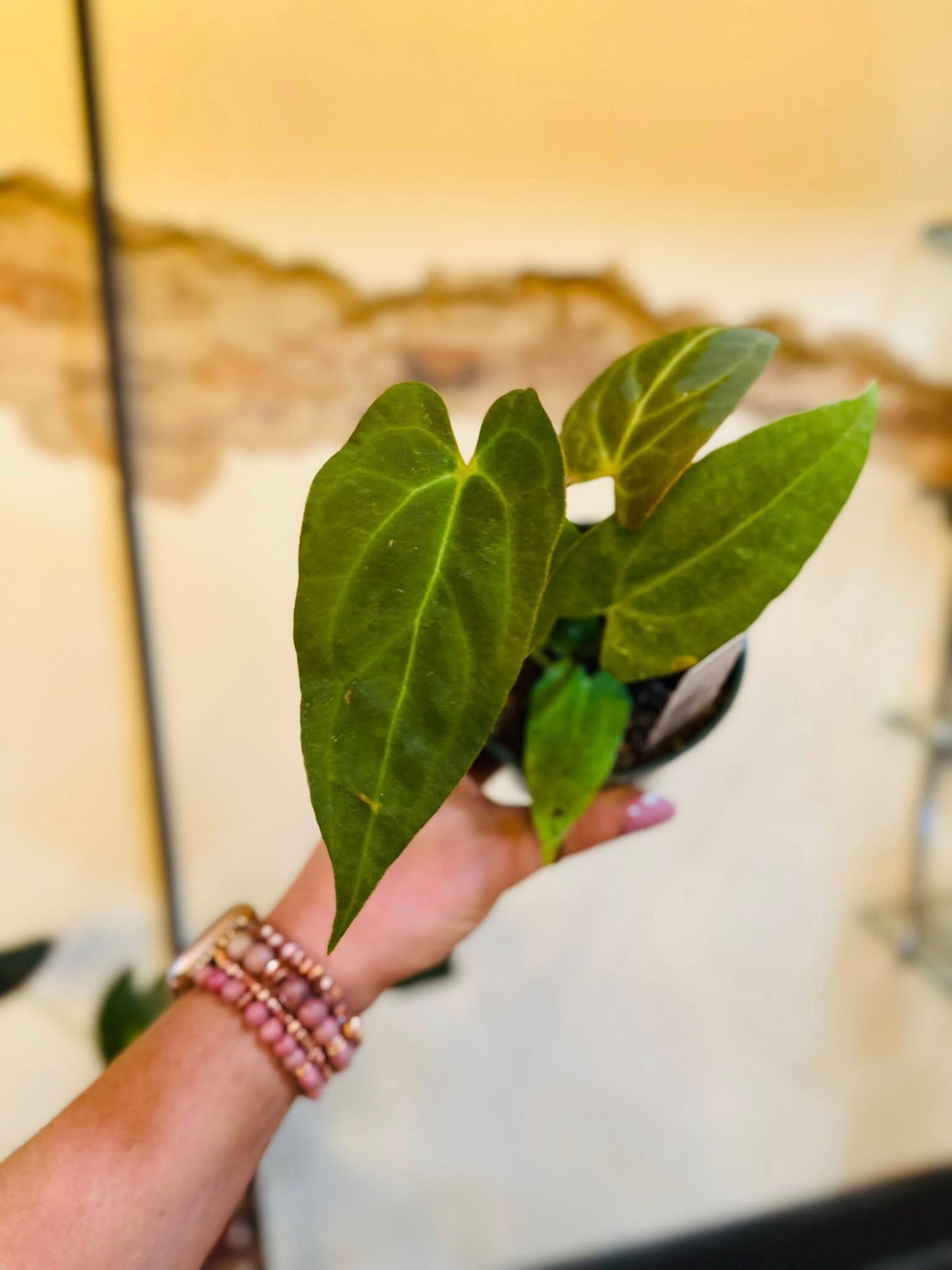 4" Anthurium ‘Red Crystal X Crystallinum’