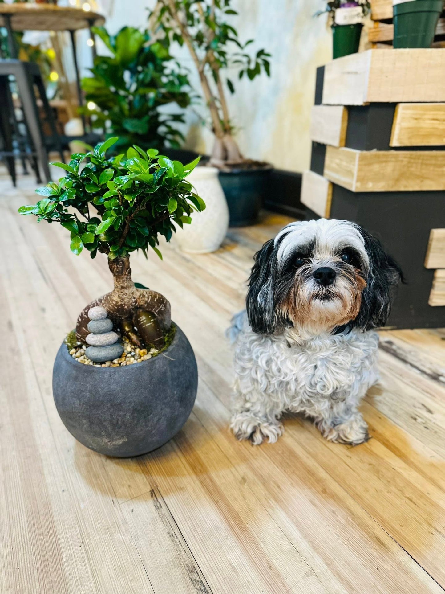 10" Grafted Ficus Bonsai