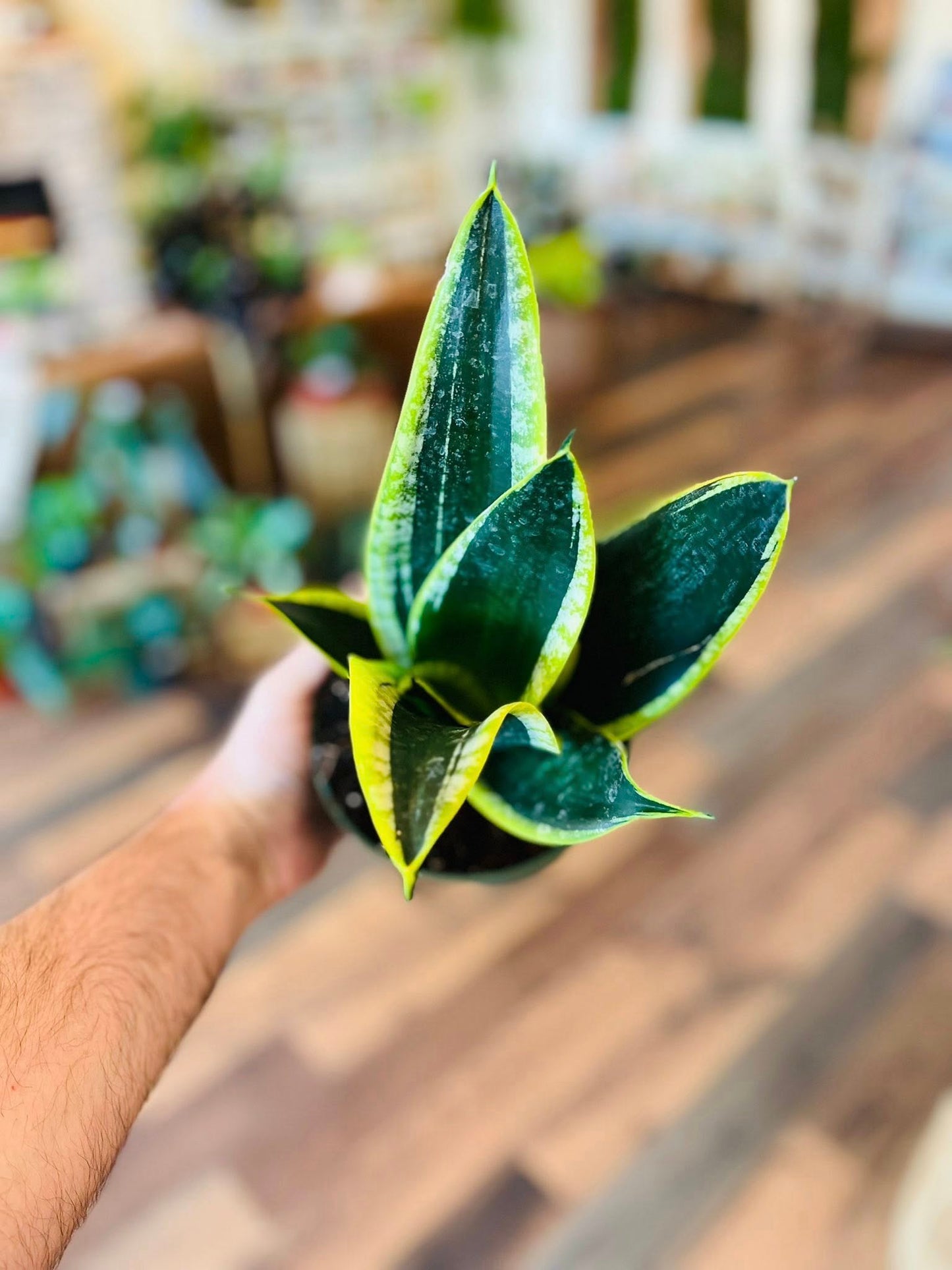 6" Black Gold Superba Snake Plant