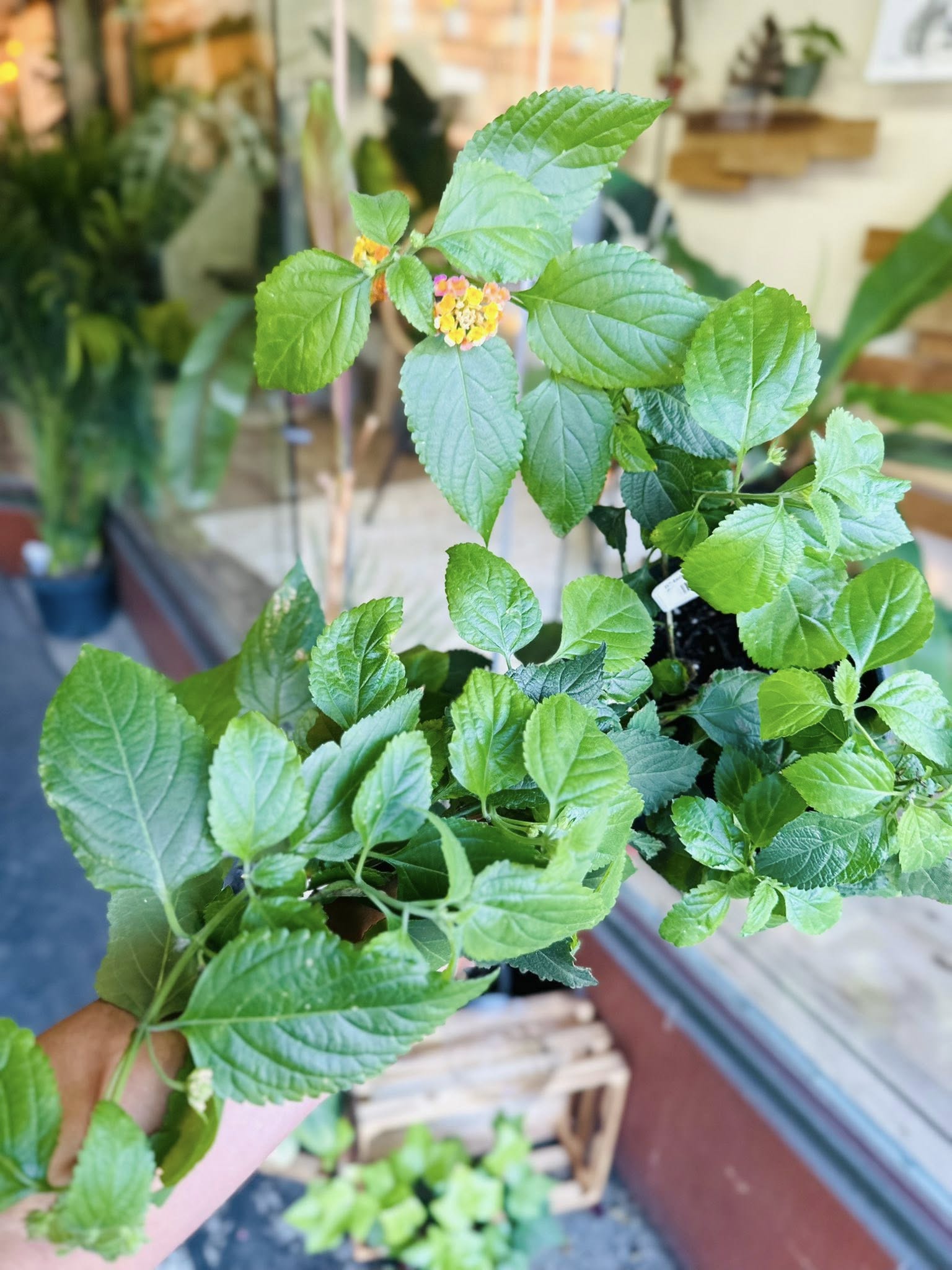 lantana house plant 6" Lantana 'Florida Sunset' – Grows on Main