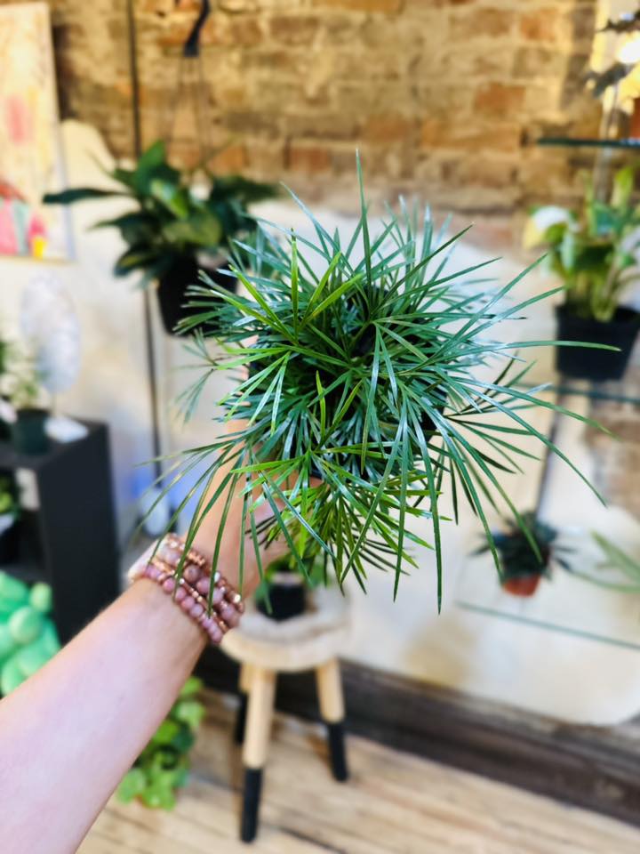 4" Eyelash Fern
