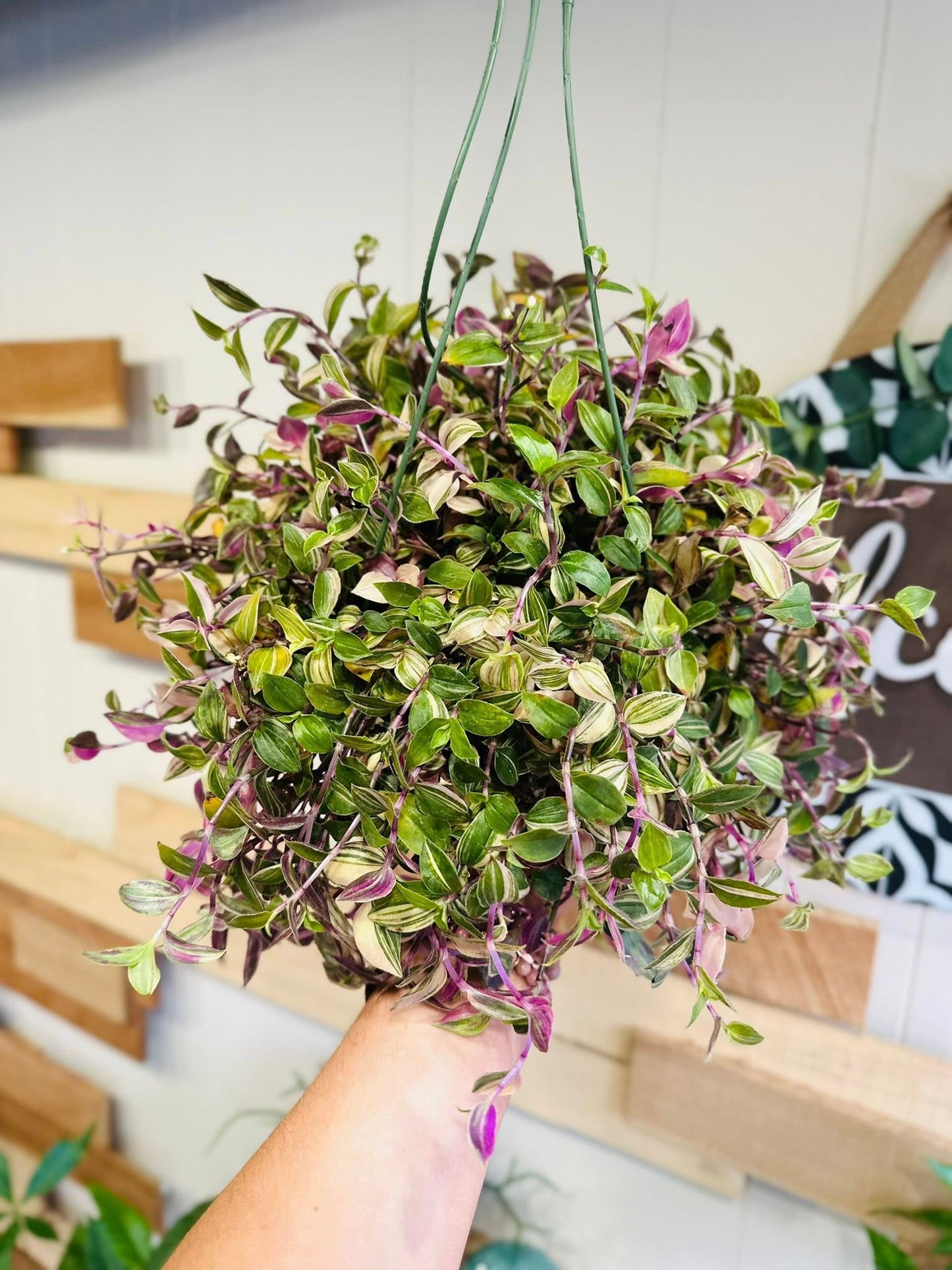 6" Tradescantia Rainbow