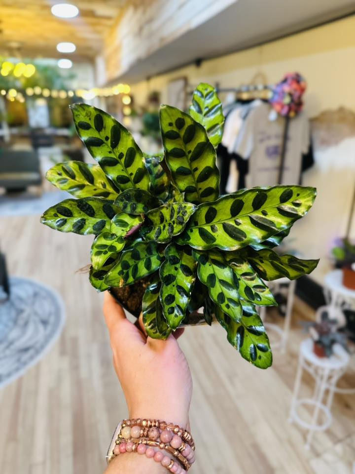 6" Calathea Rattlesnake