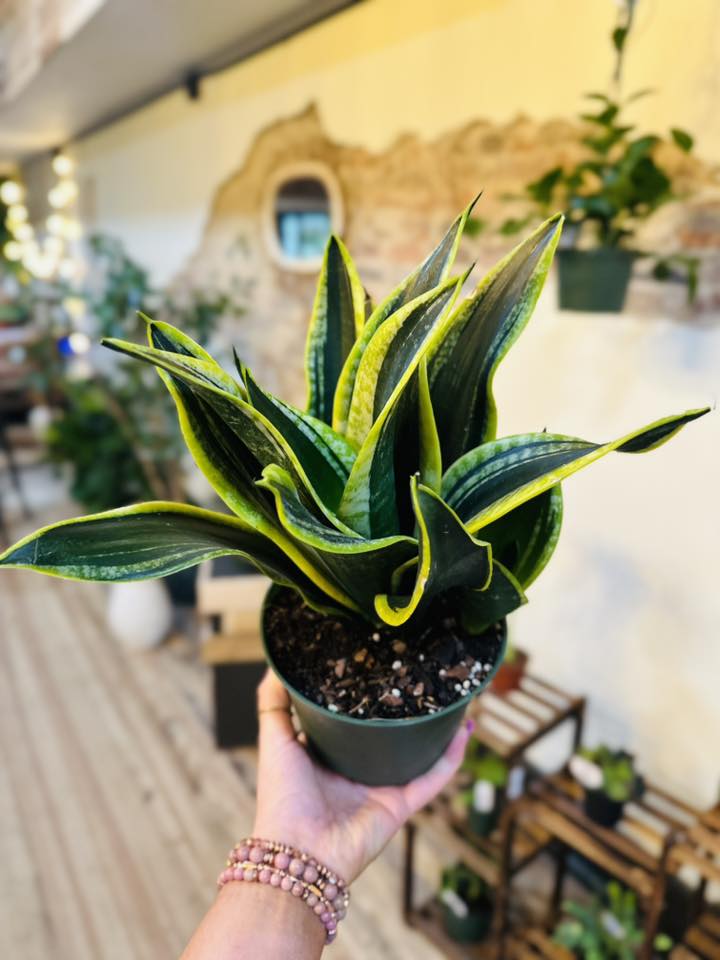 sansevieria superba black 6" Black Gold Superba Snake Plant – Grows on Main