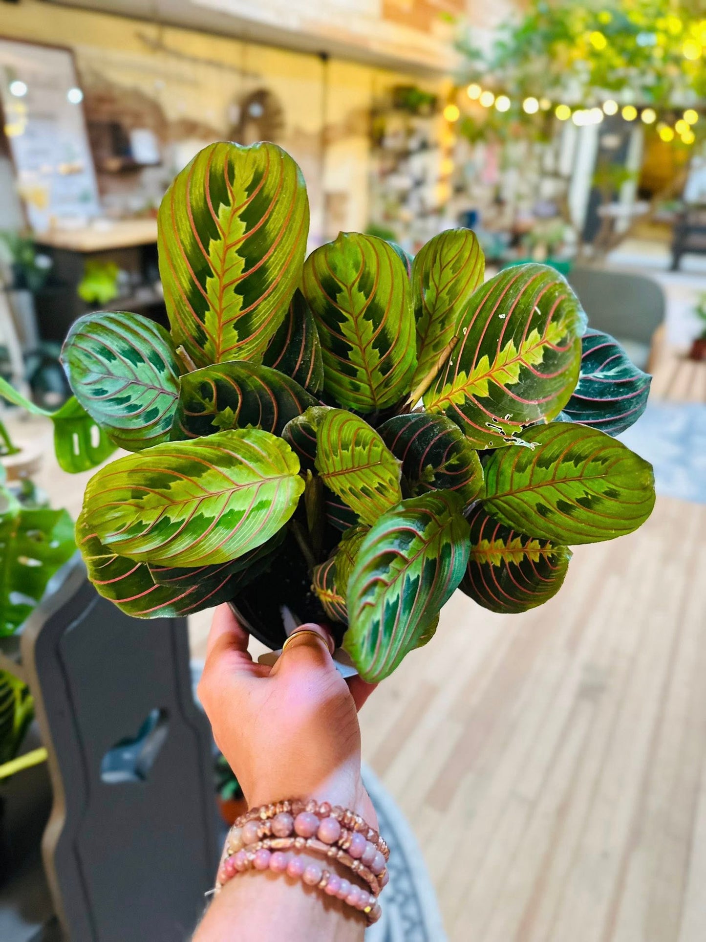 6" Maranta Red