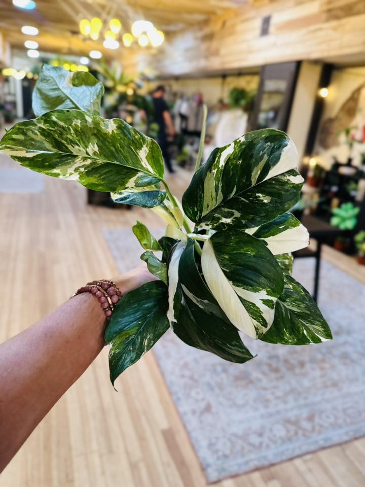 6" Monstera Lechleriana