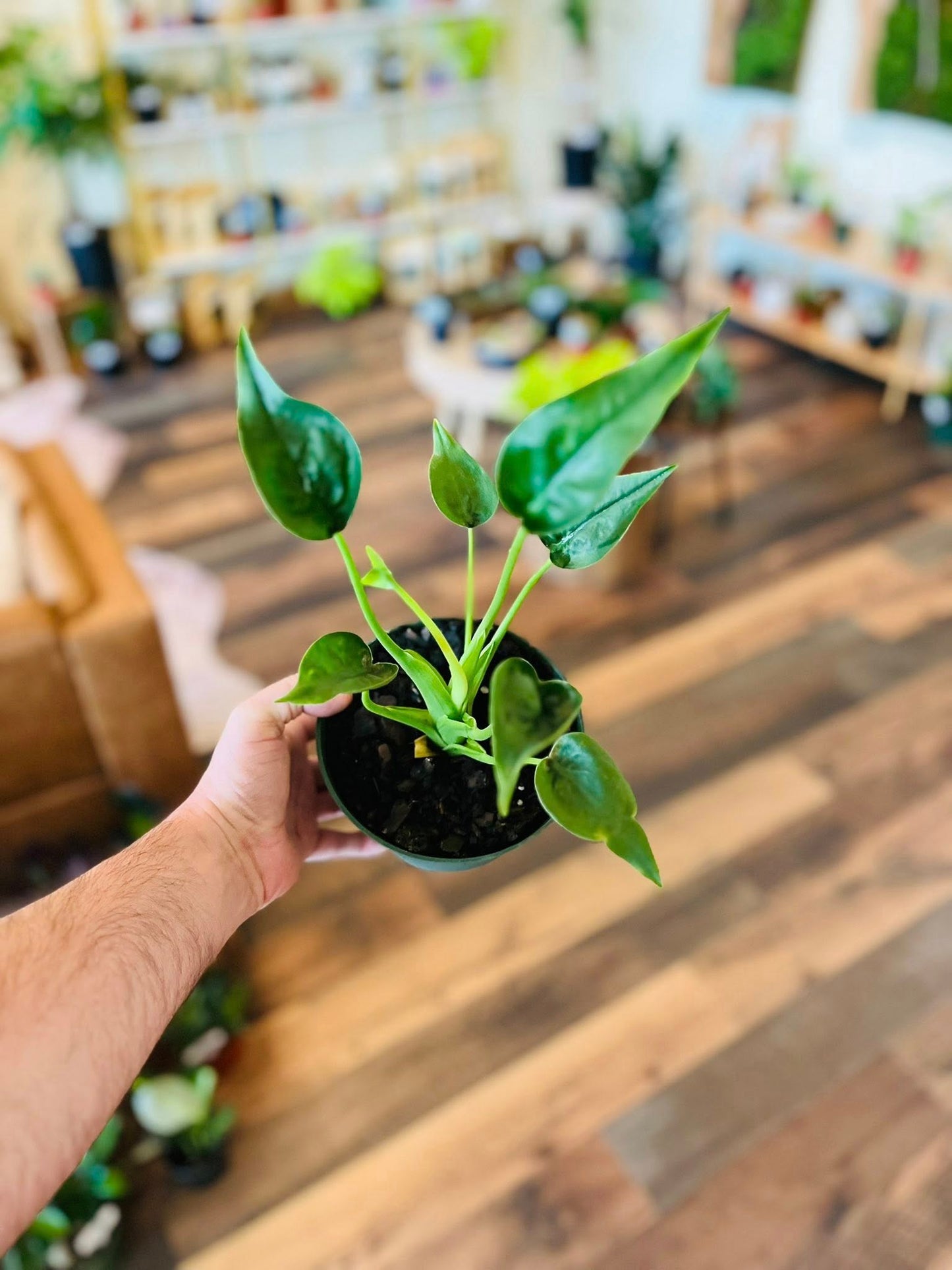 6" Alocasia Tiny Dancer