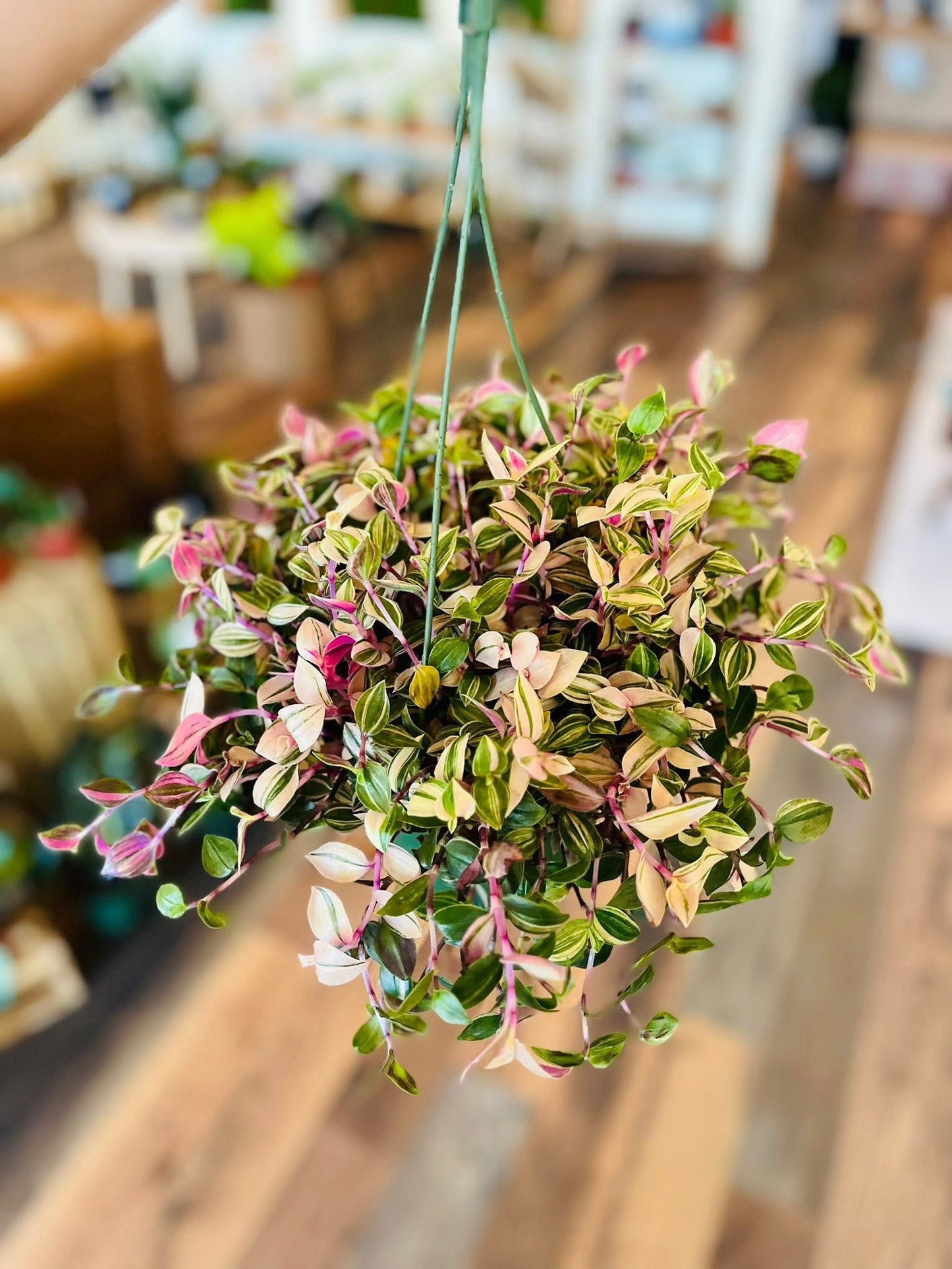 6" Tradescantia Rainbow