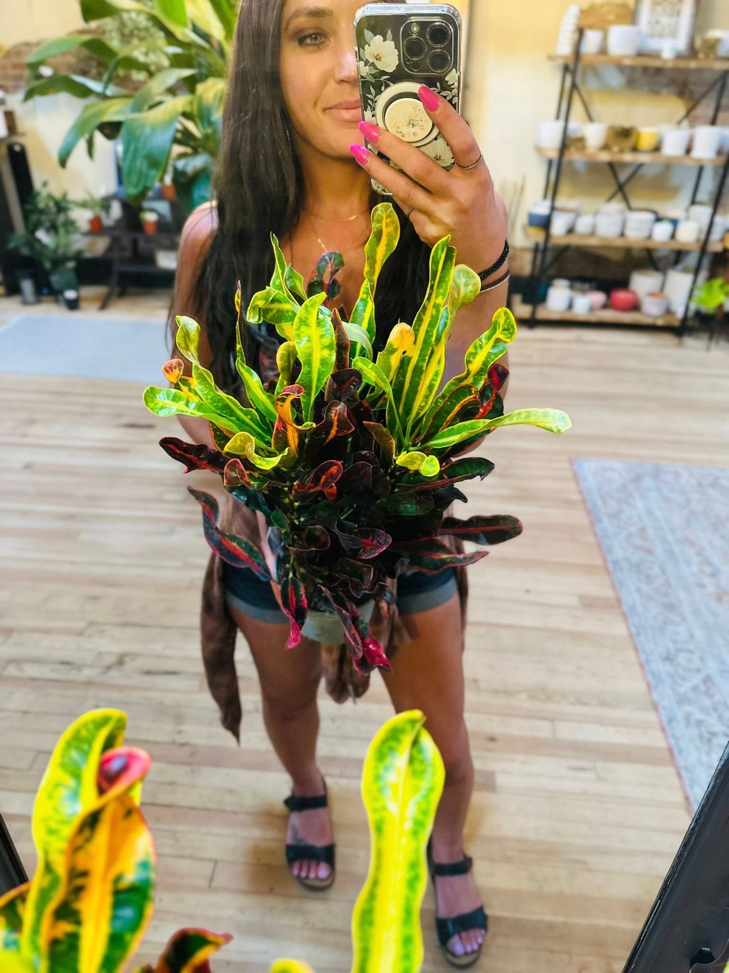 6" Croton Mammey