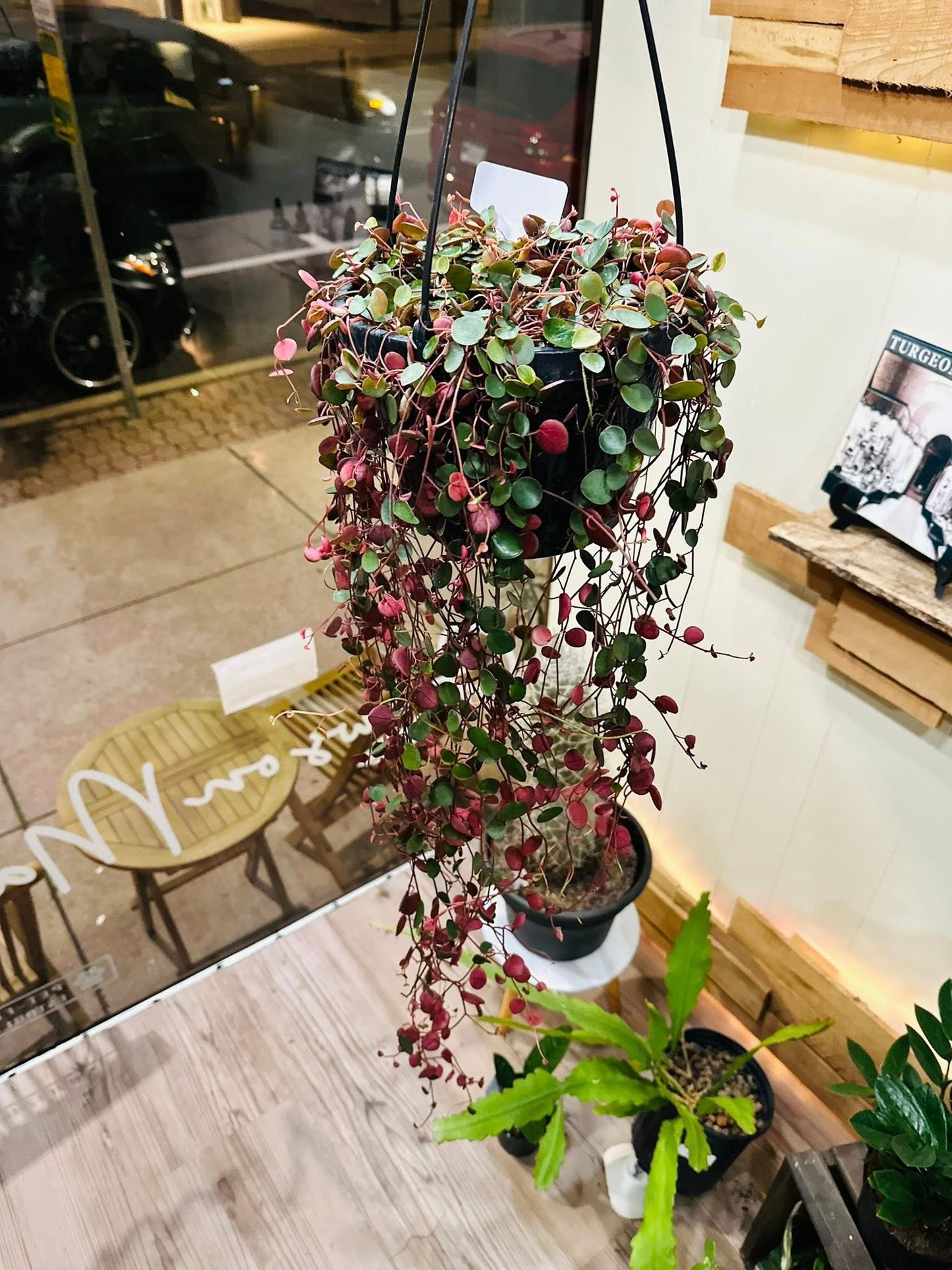 8" Peperomia Red Ruby Cascade Basket