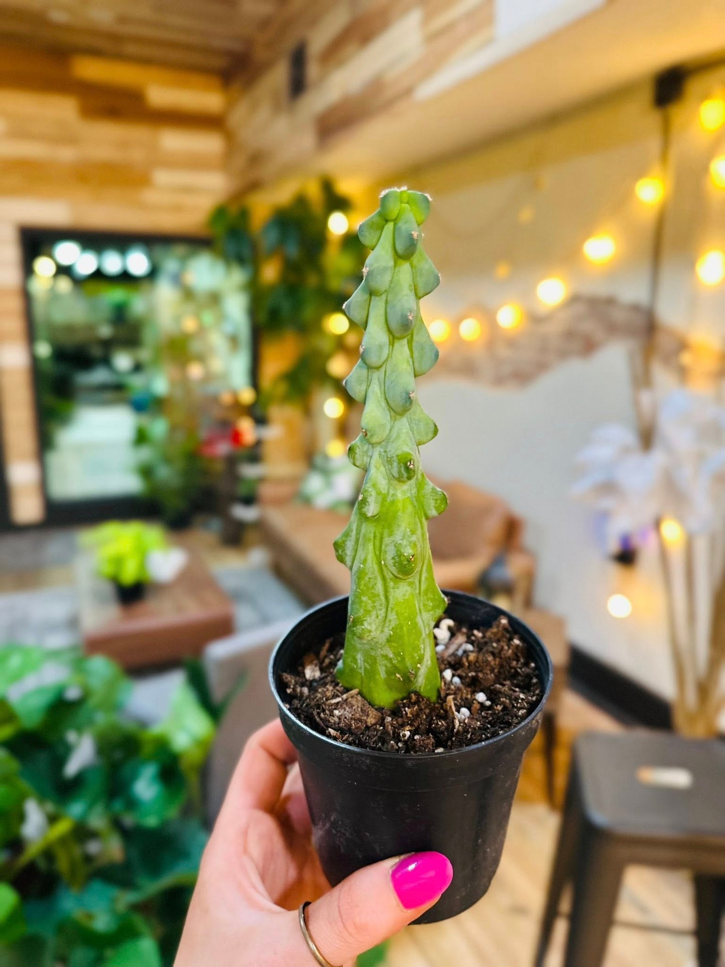 4" Boobie Cactus