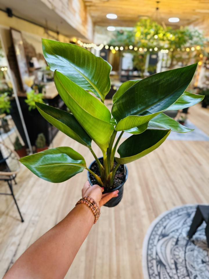 6" Strelitzia White Bird of Paradise