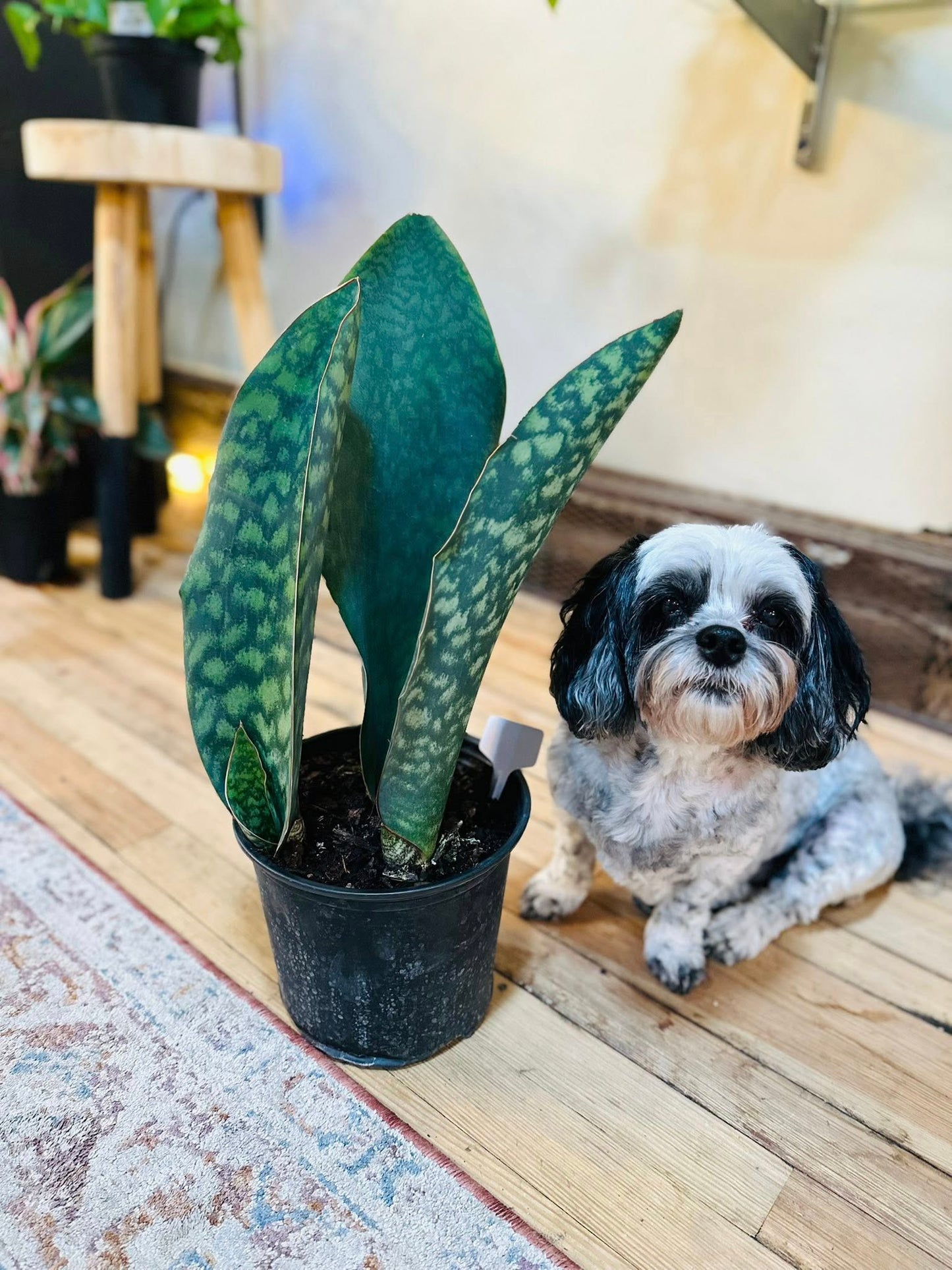 8" Whale Fin Snake Plant