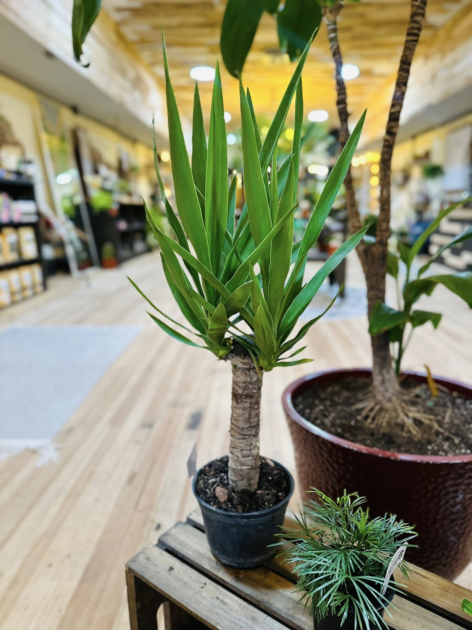 yucca cane houseplant 6" Yucca Cane
