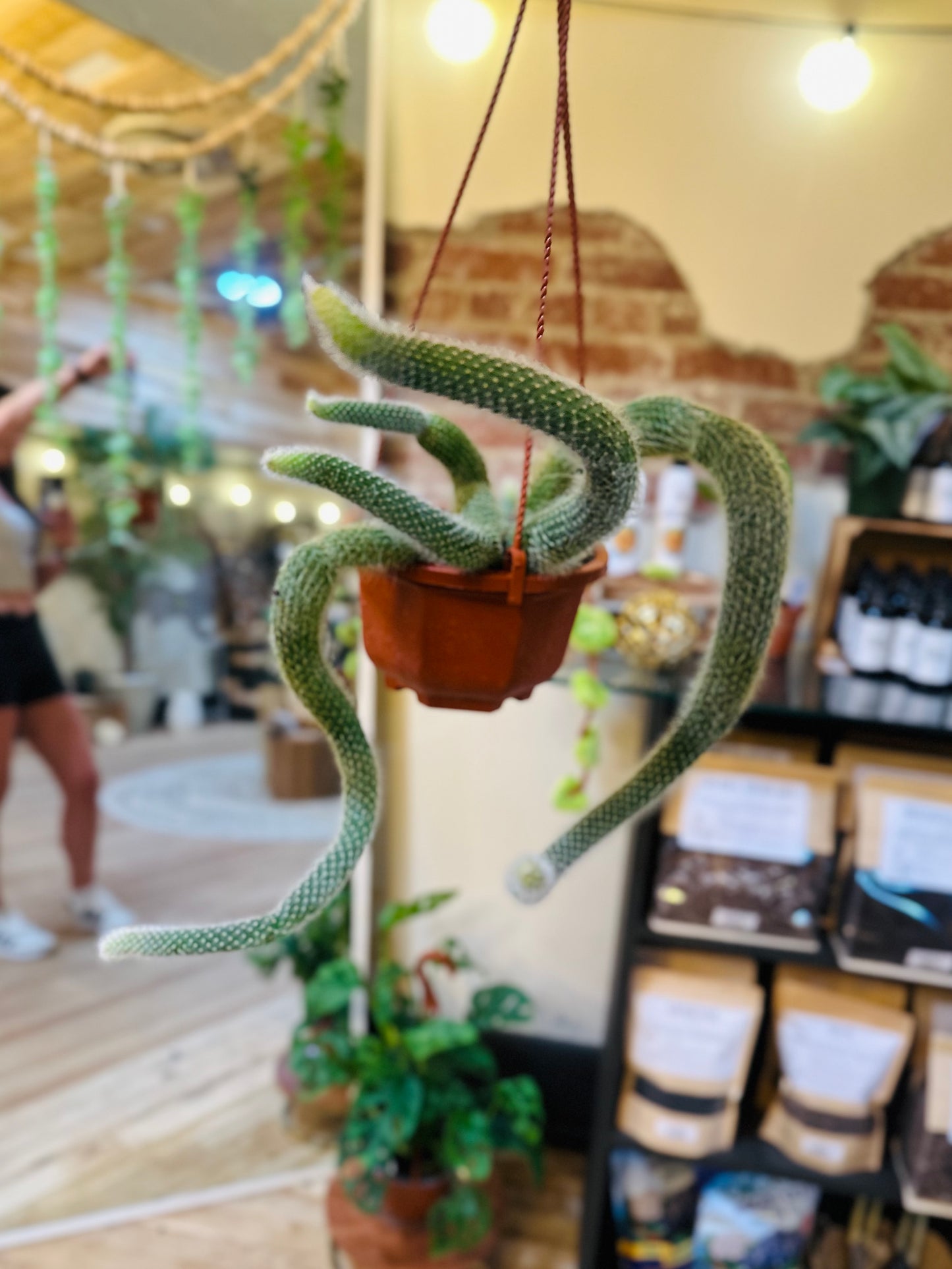 6" Monkey Tail Cactus Basket