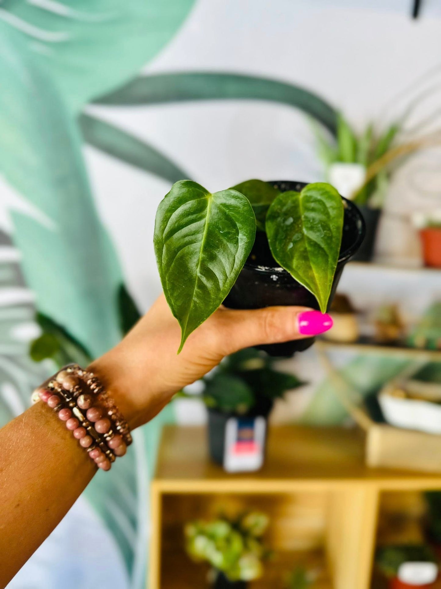 4" Anthurium Veitchii