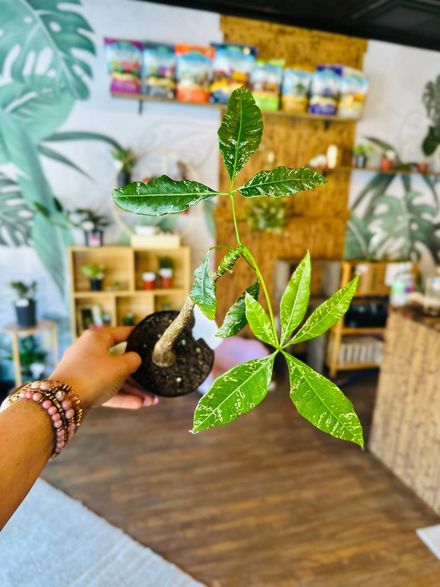 4" Variegated Money Tree