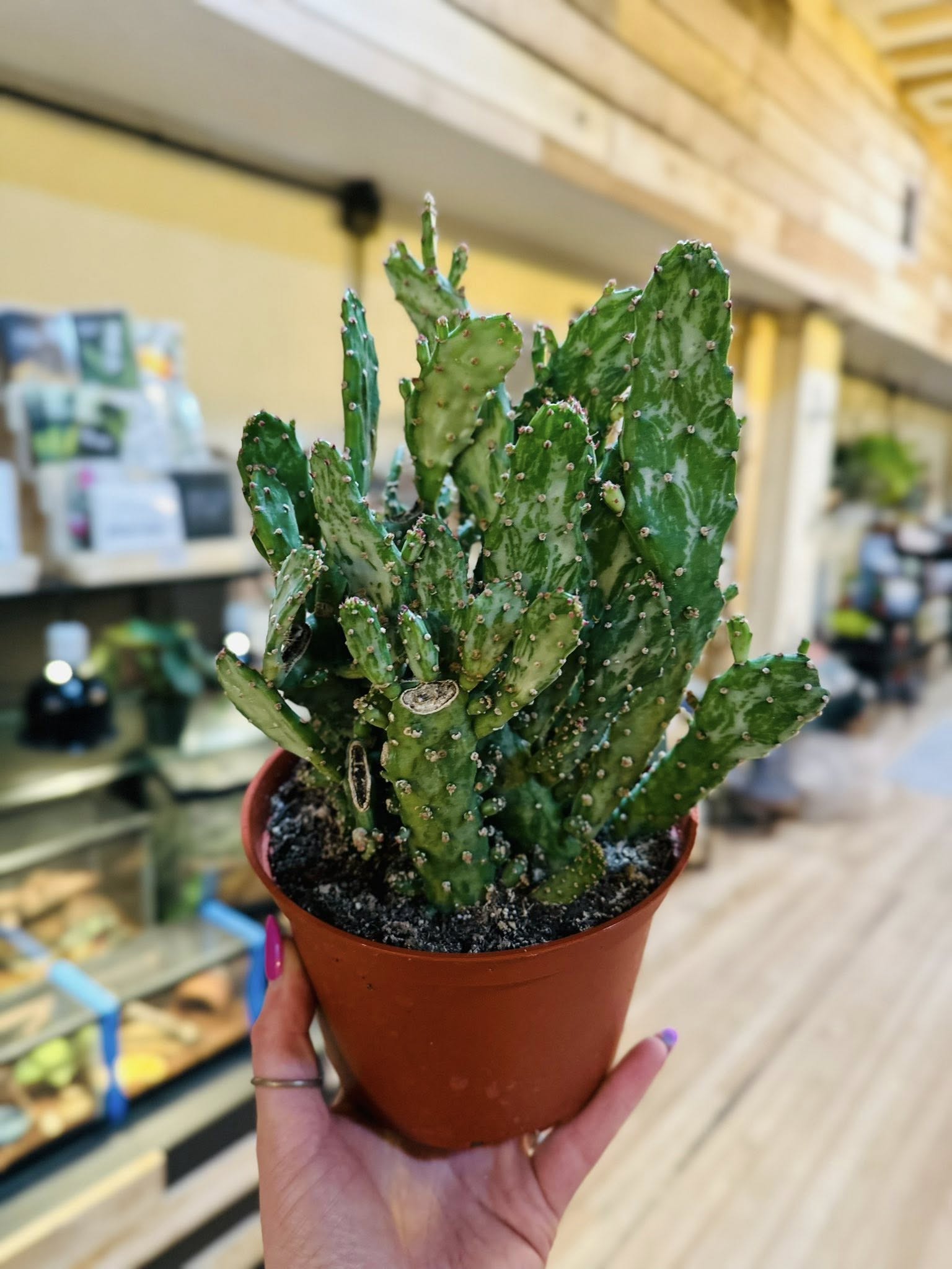 opuntia succulent 6" Opuntia Monacantha Cactus – Grows on Main