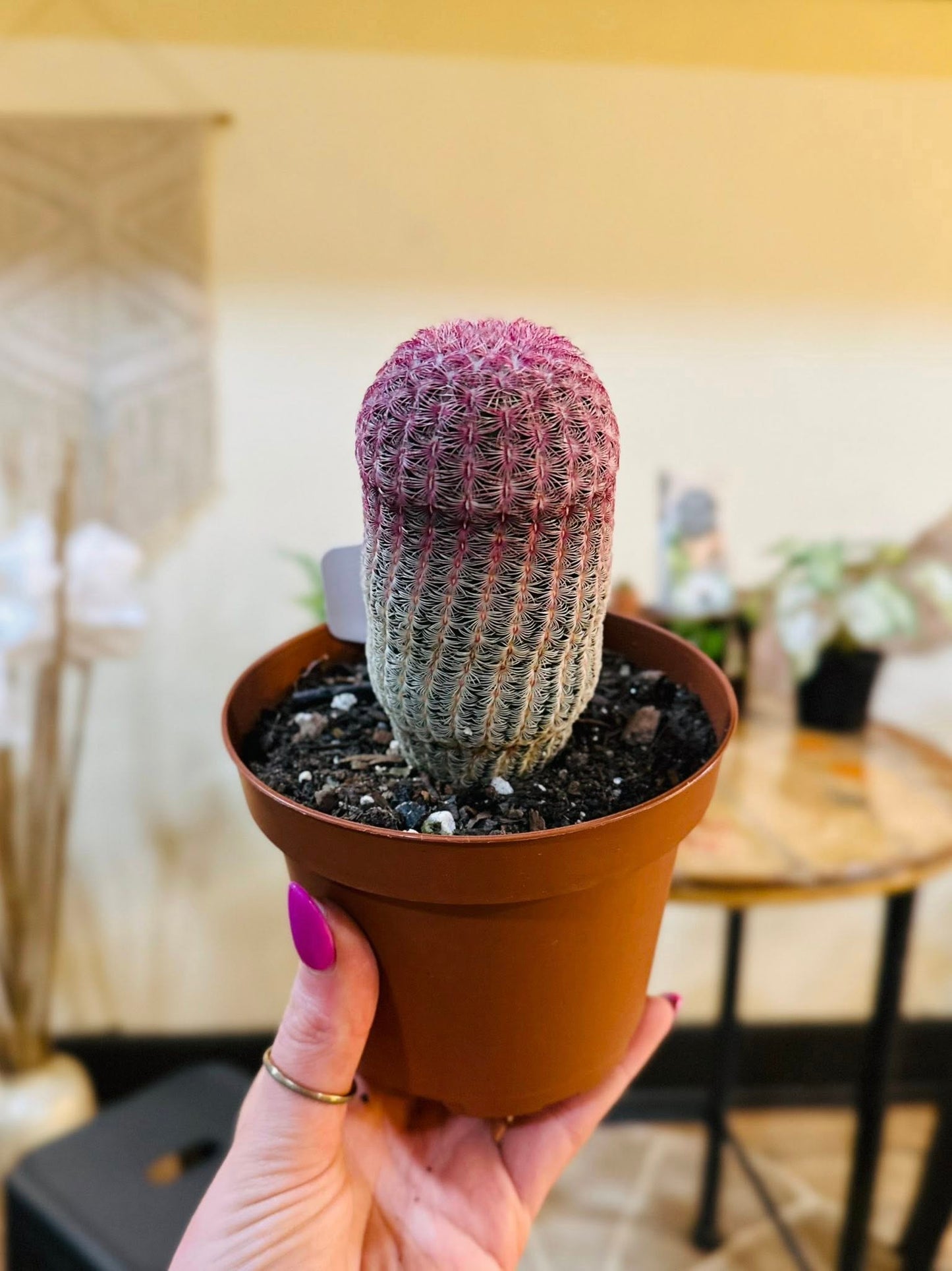 5" Rainbow Cactus