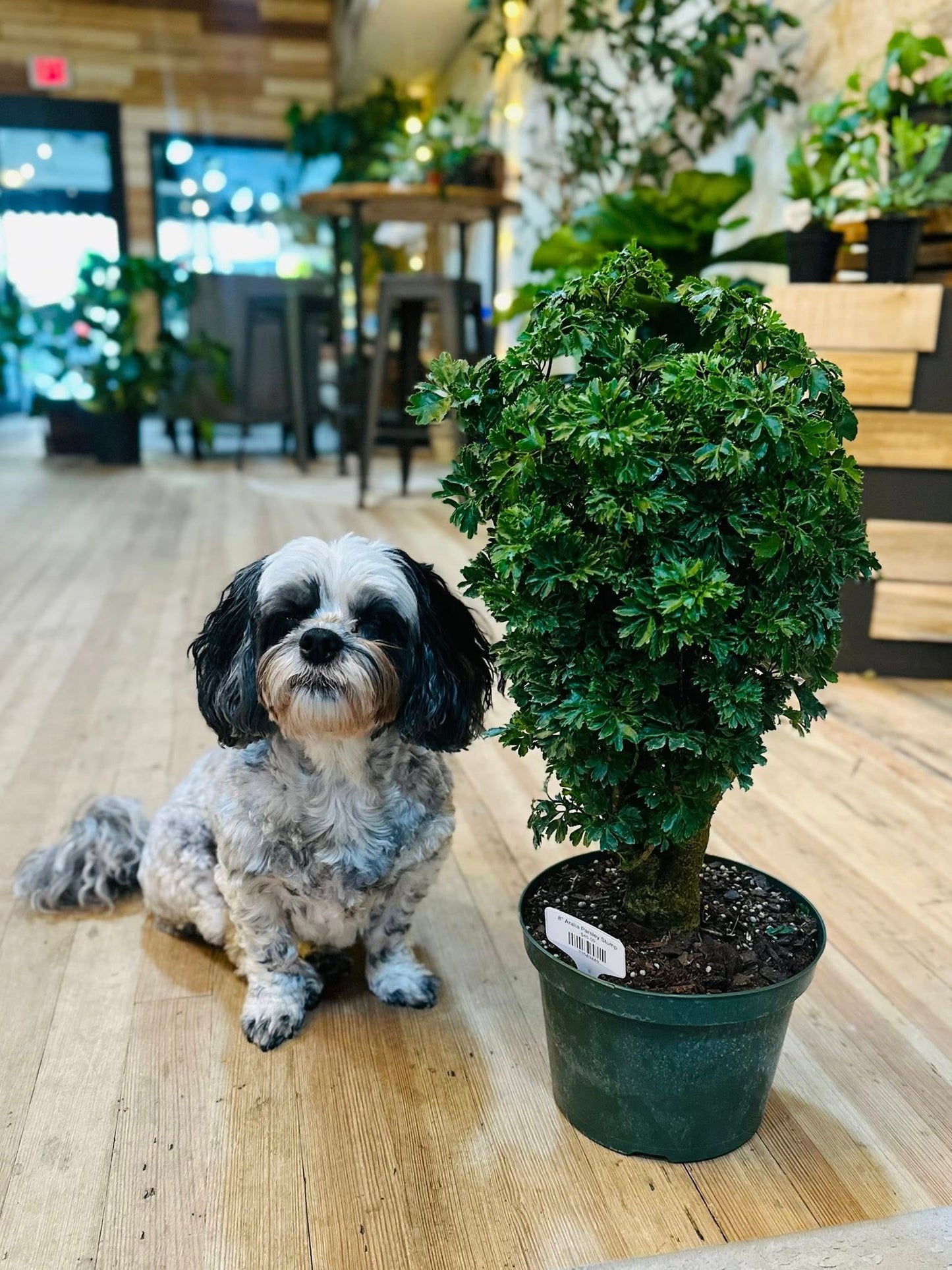 8" Aralia Parsley Stump