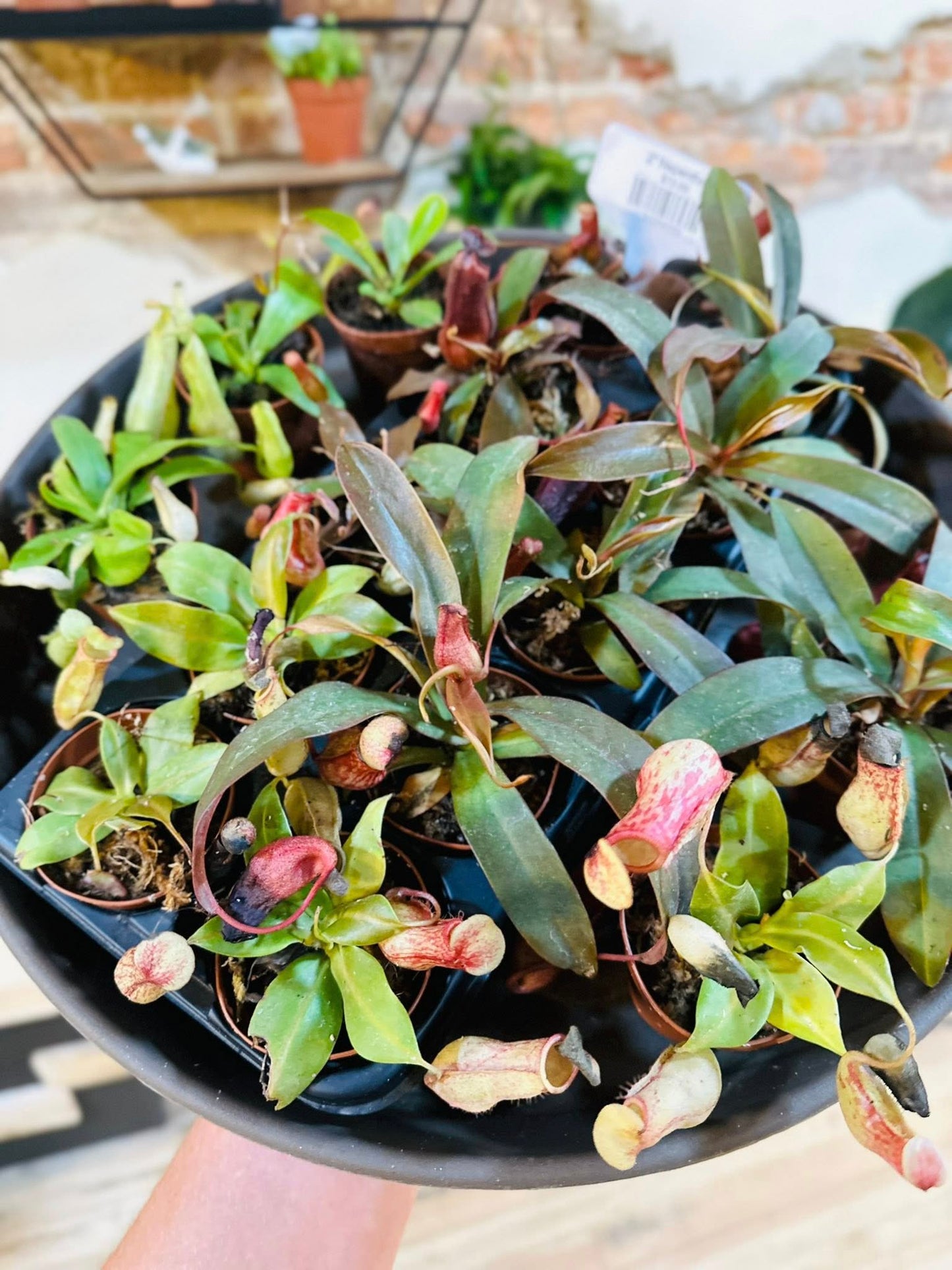 2" Nepenthes
