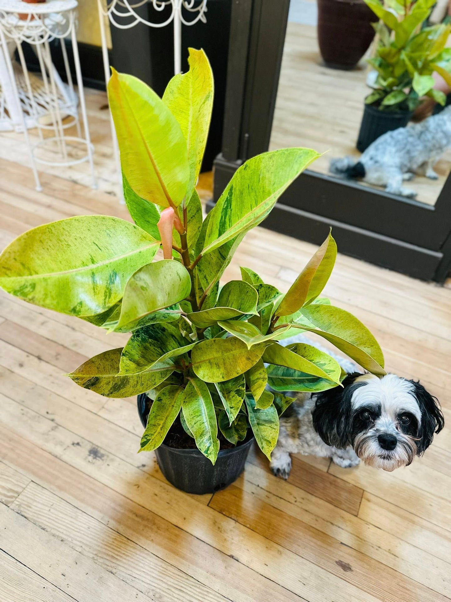 10" Ficus Moonshine