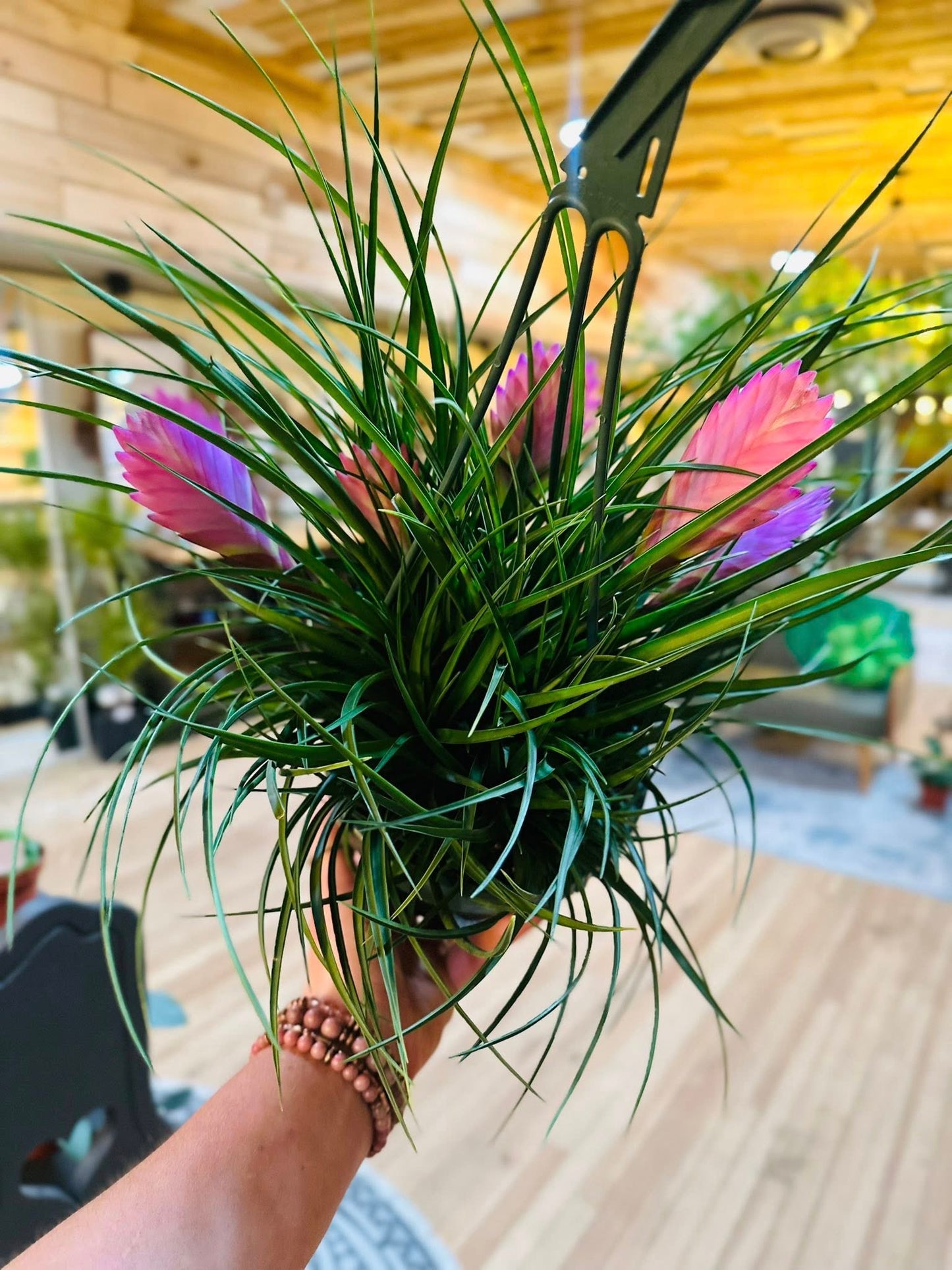 6" Tillandsia Cyanea Basket
