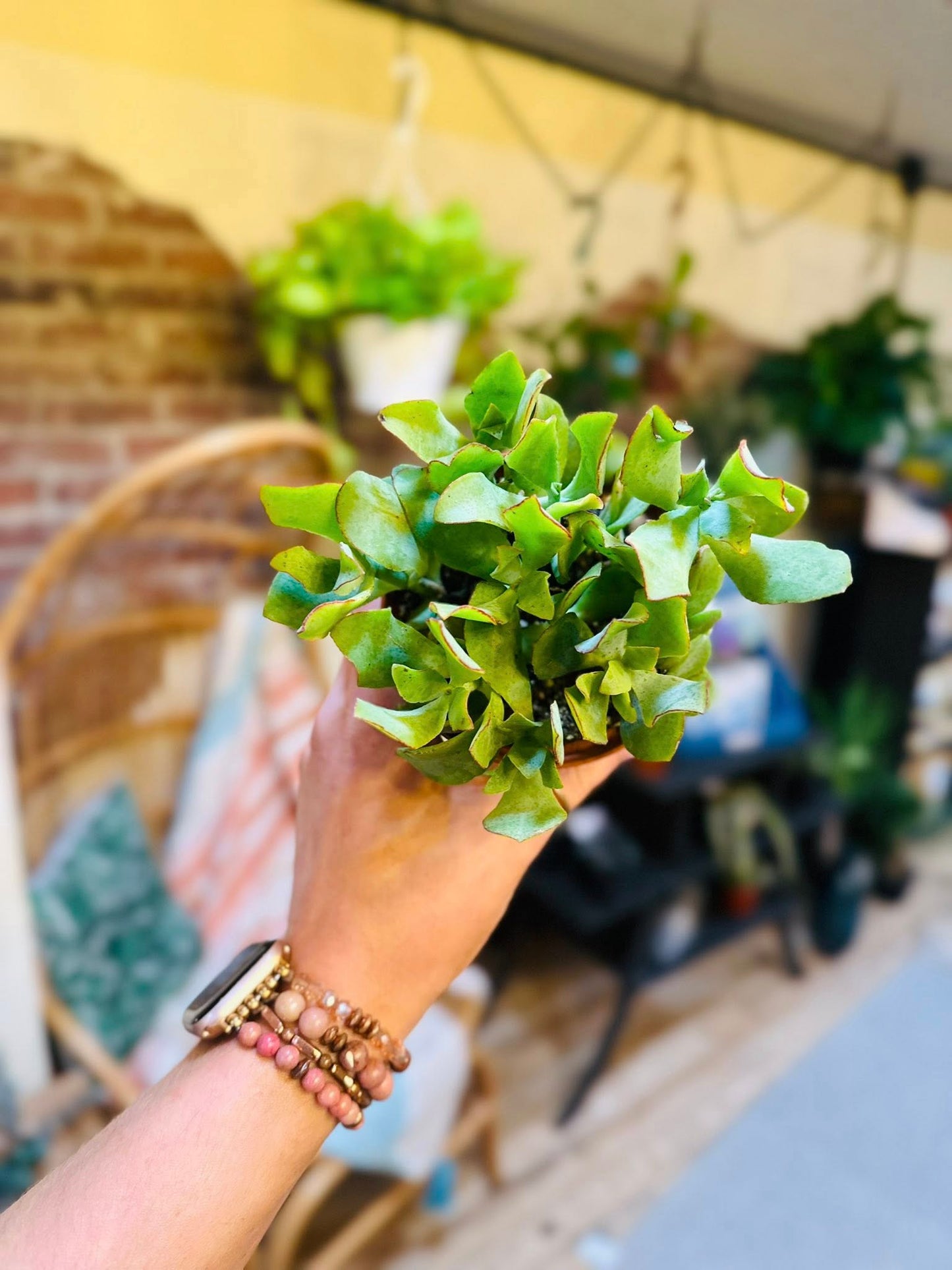 4" Crassula Jade Curly