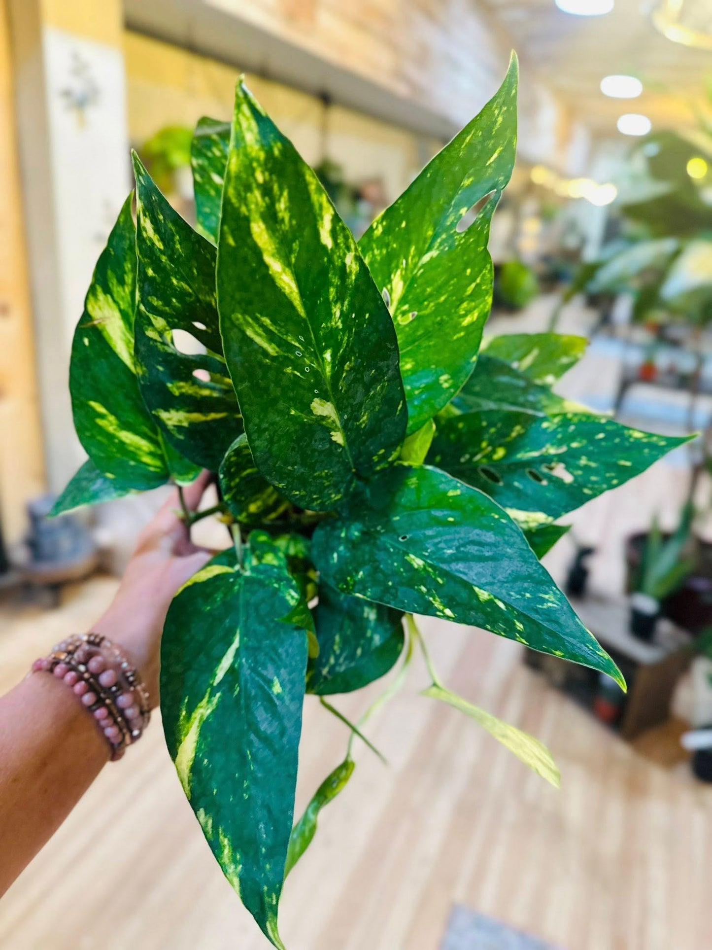 6" Epipremnum Yellow Sunrise