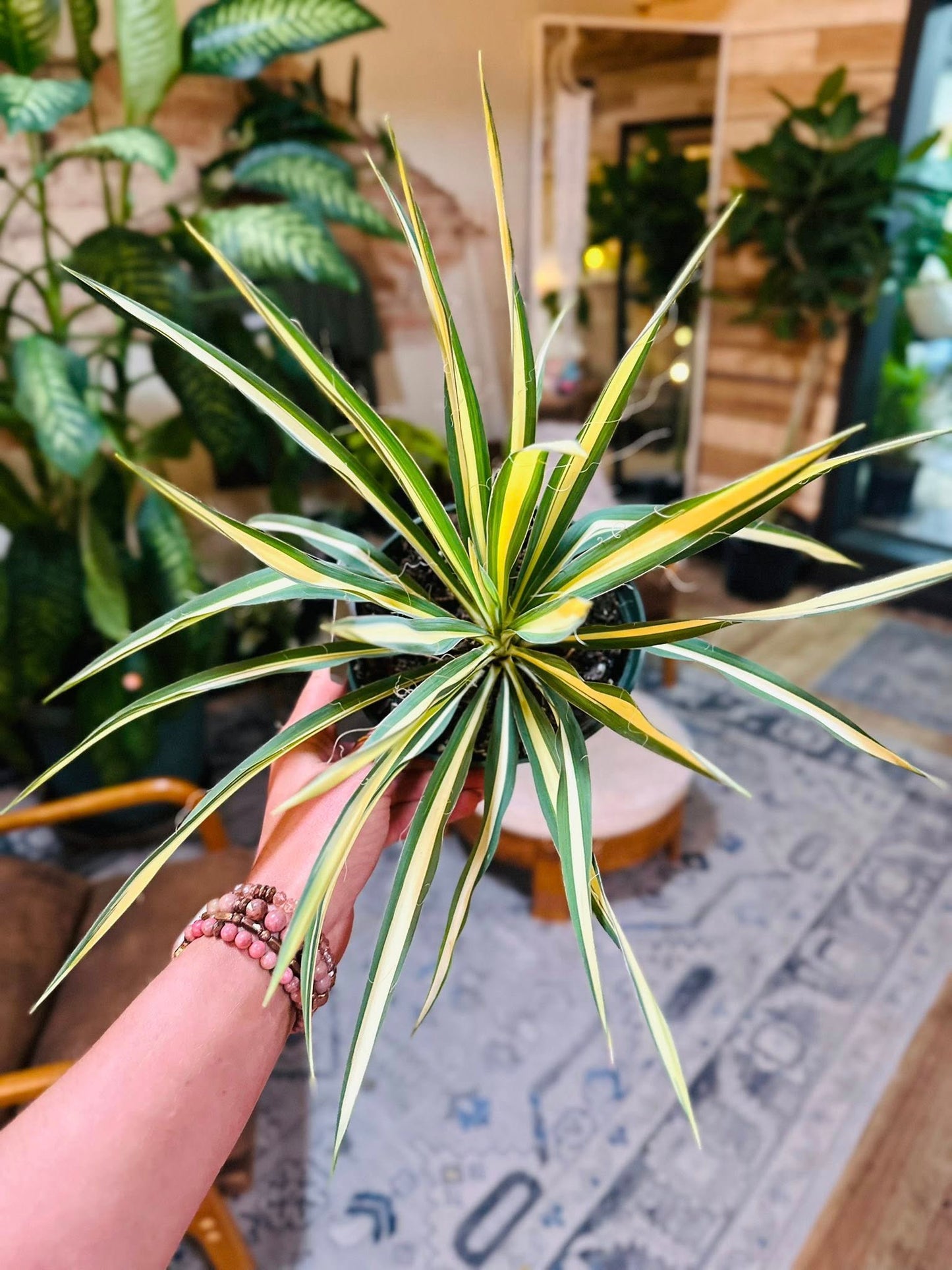 6" Yucca Color Guard